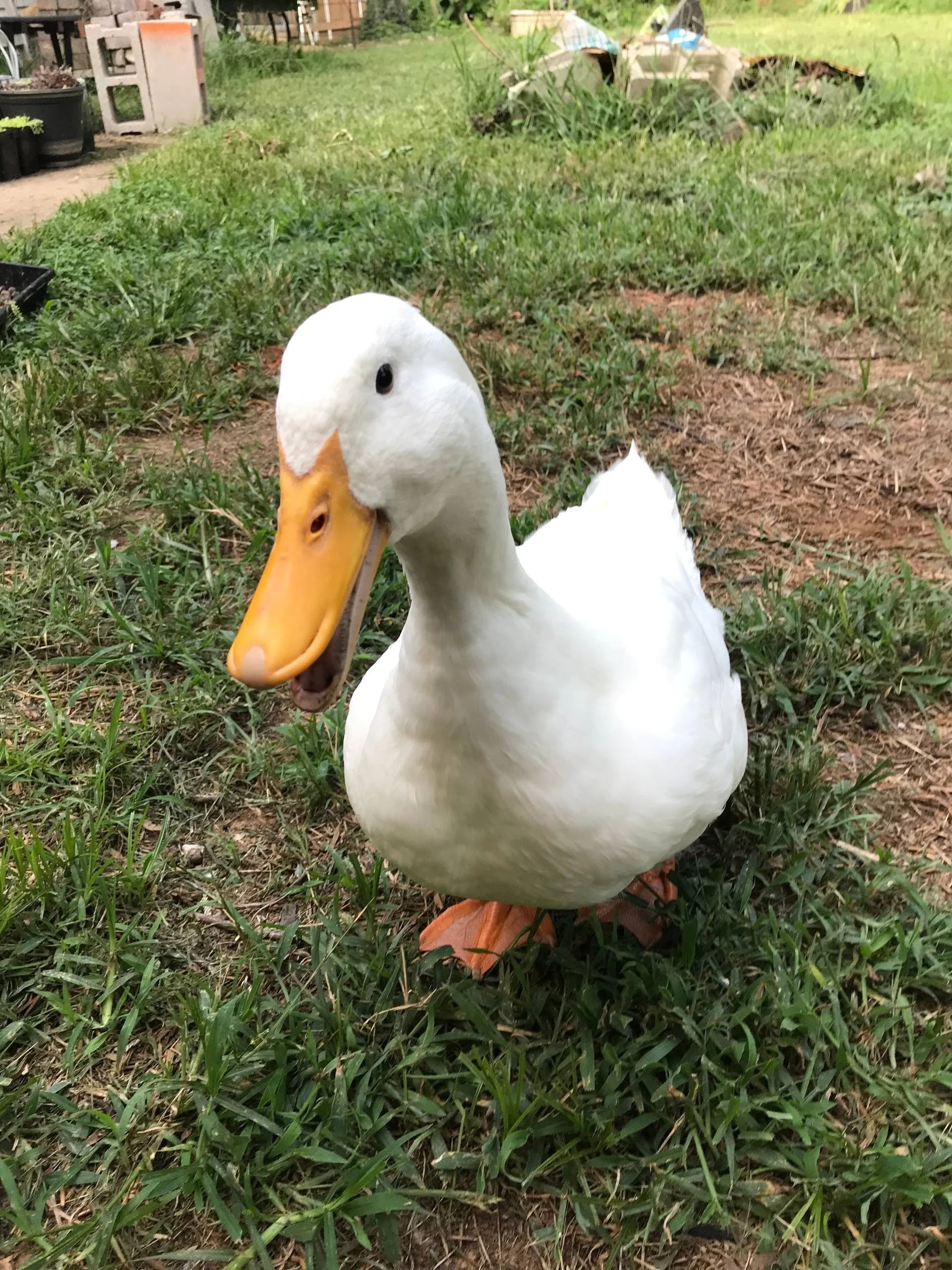 My old duck, Howie. RIP, Howie.