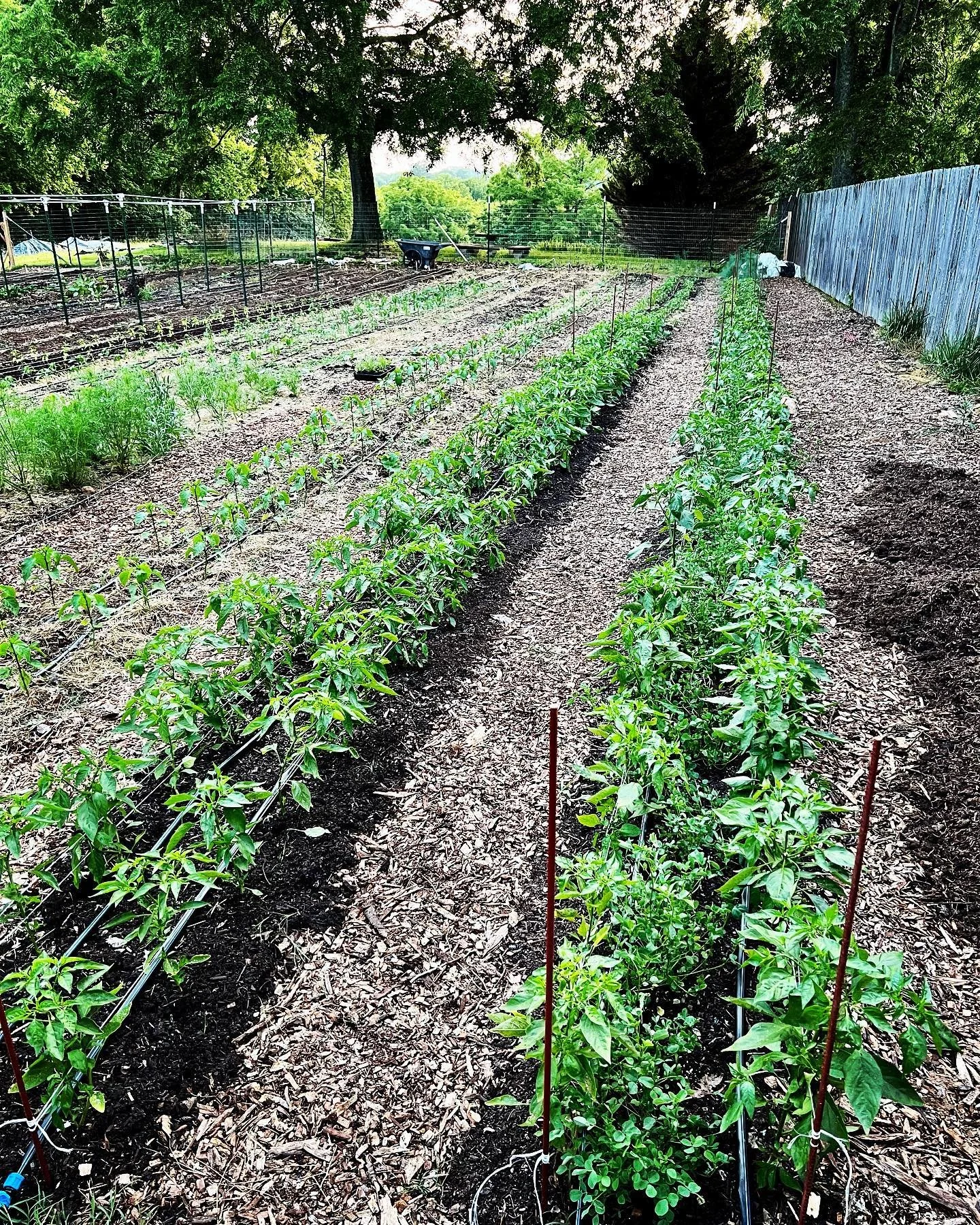 Young peppers about a month after planting