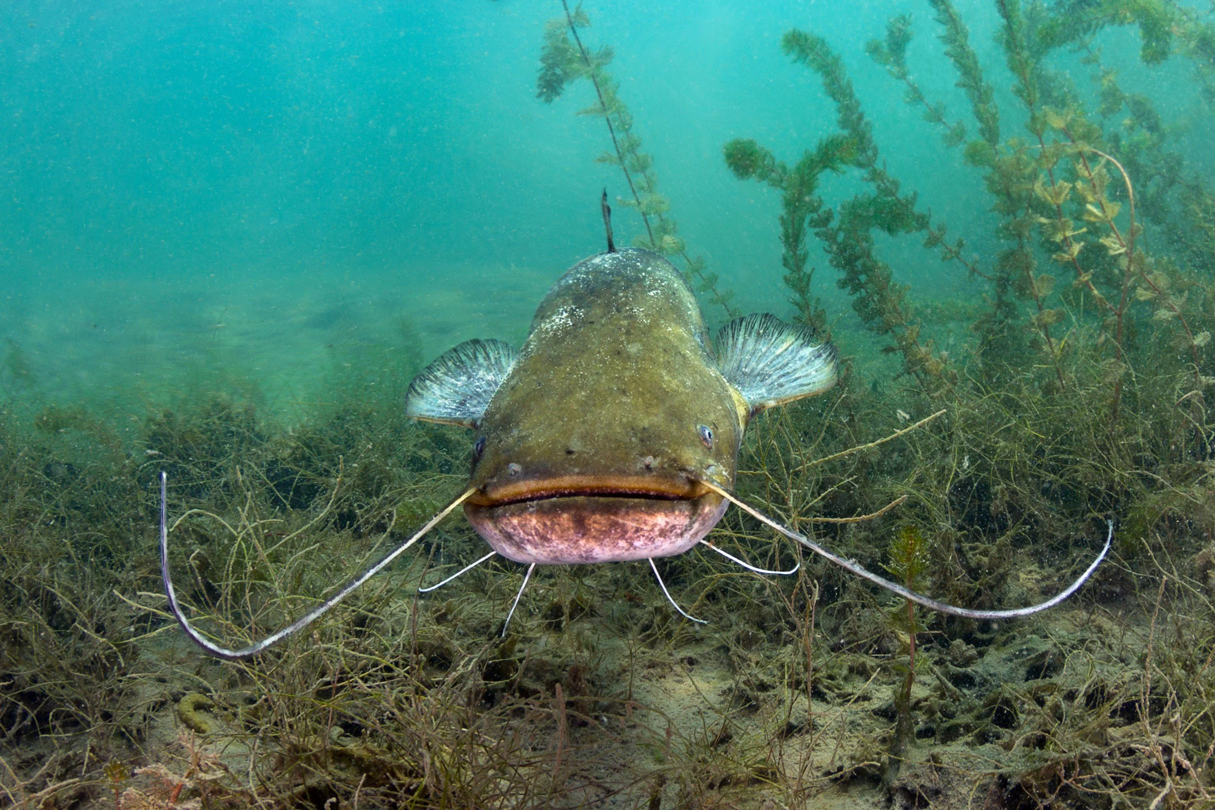 A catfish swimming near the underwater plants with a sandy bottom.