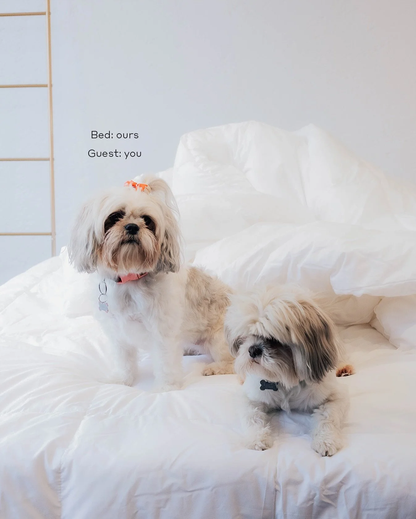 Que tu cama sea el lugar favorito de todos 🐶