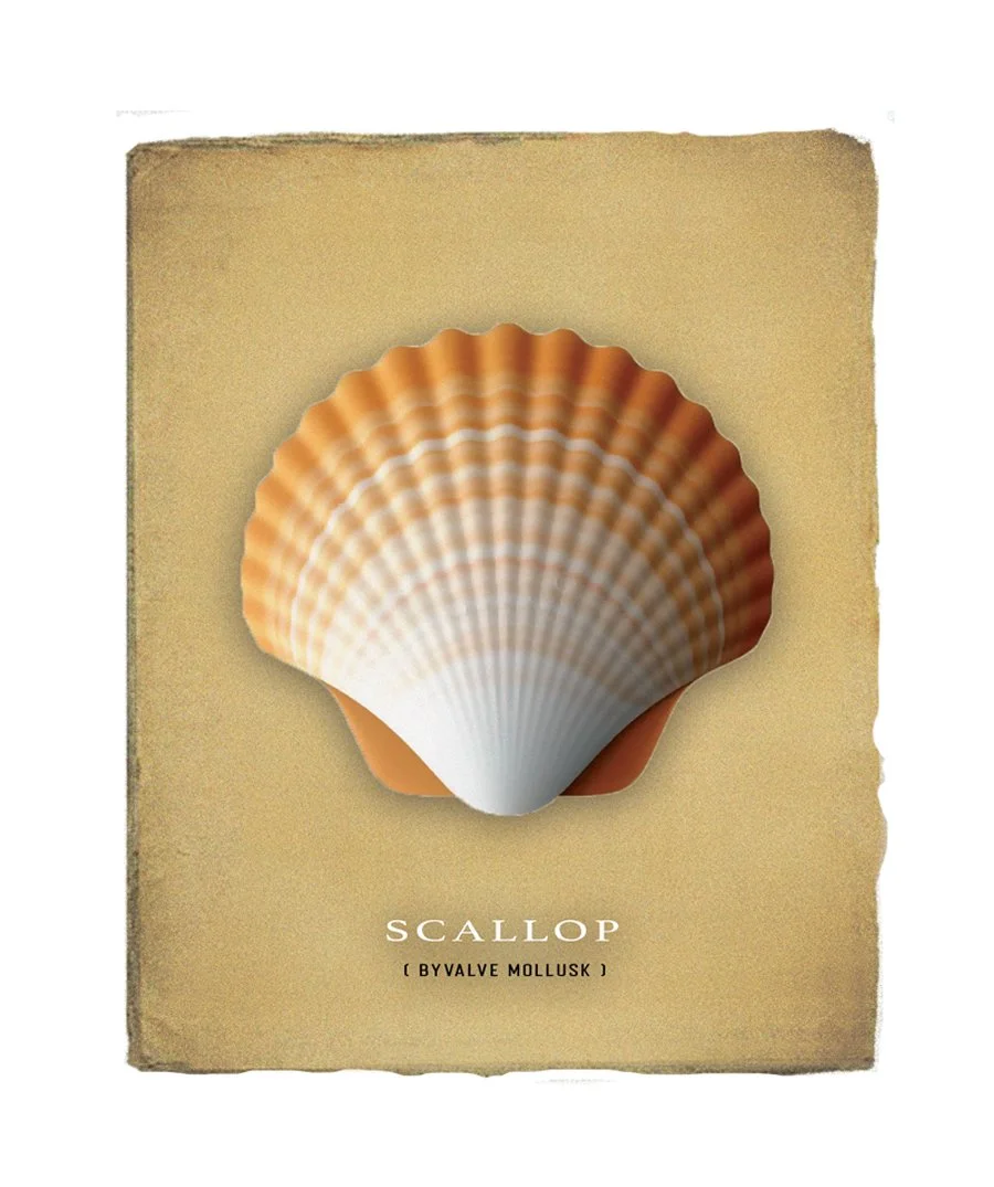 Scallop Shell