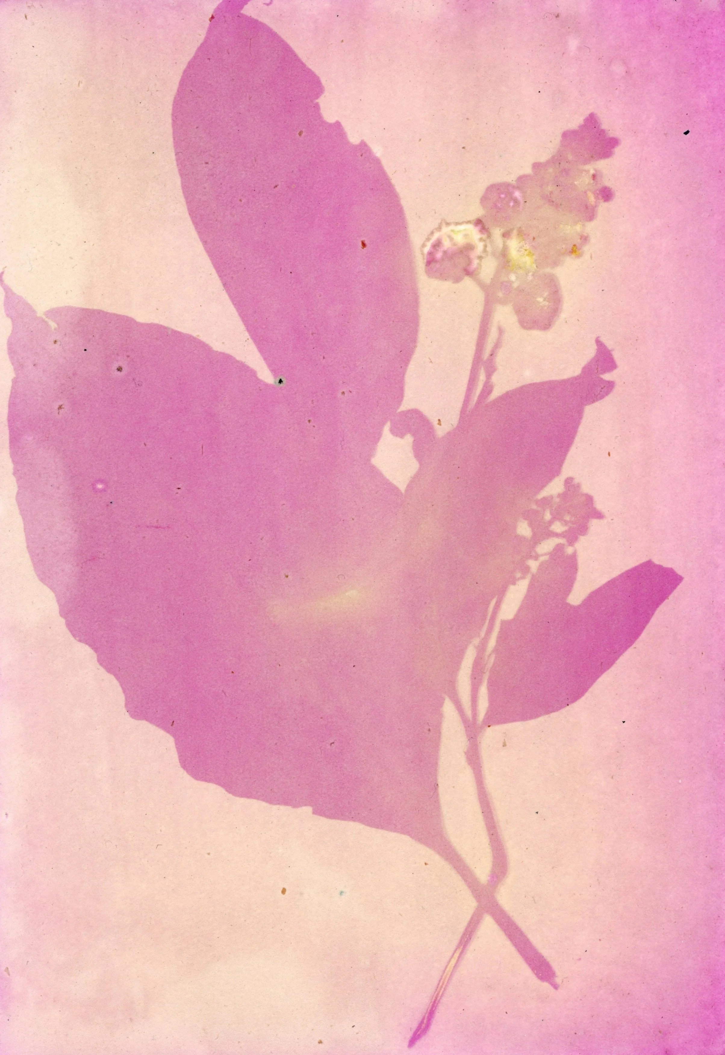 pokeweed.jpg