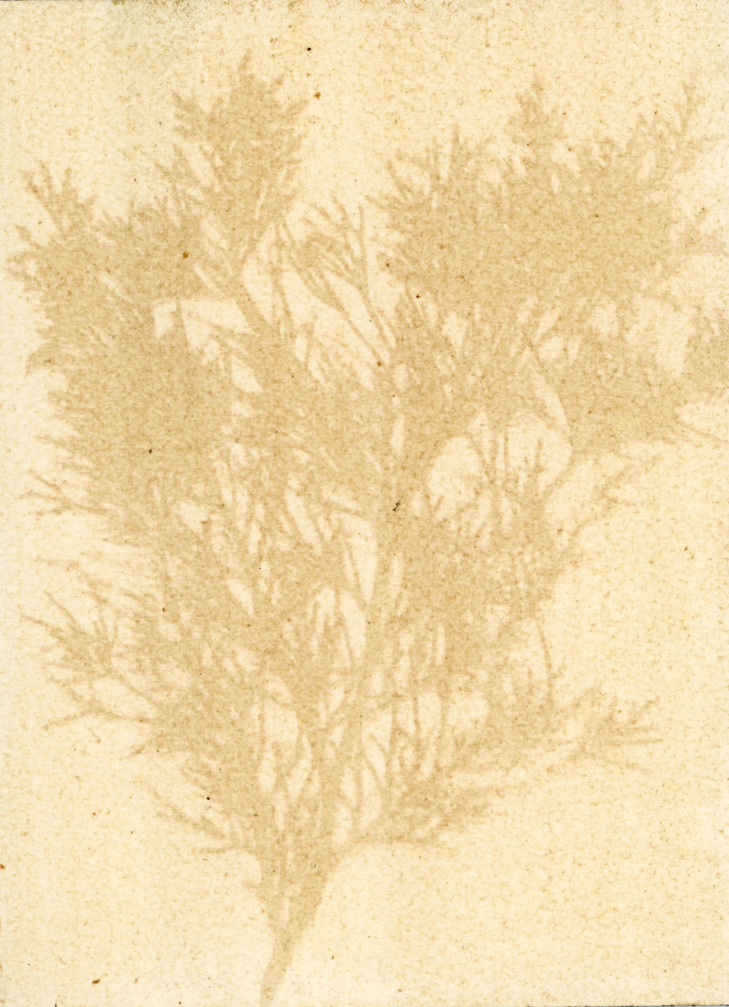Cedar2.jpg