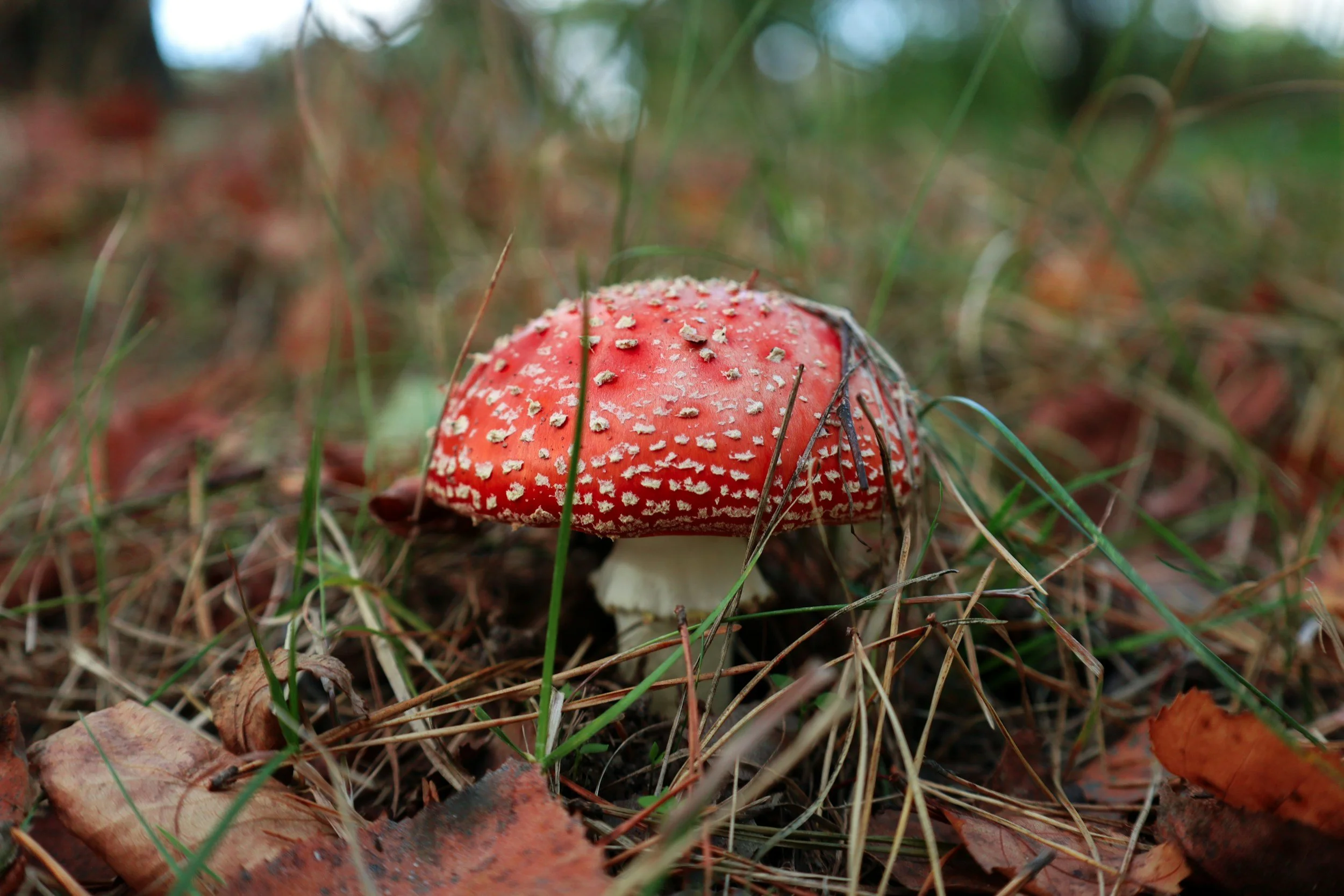 Close-up of a red and white spotted mushroom growing on the forest floor among dry leaves and grass.