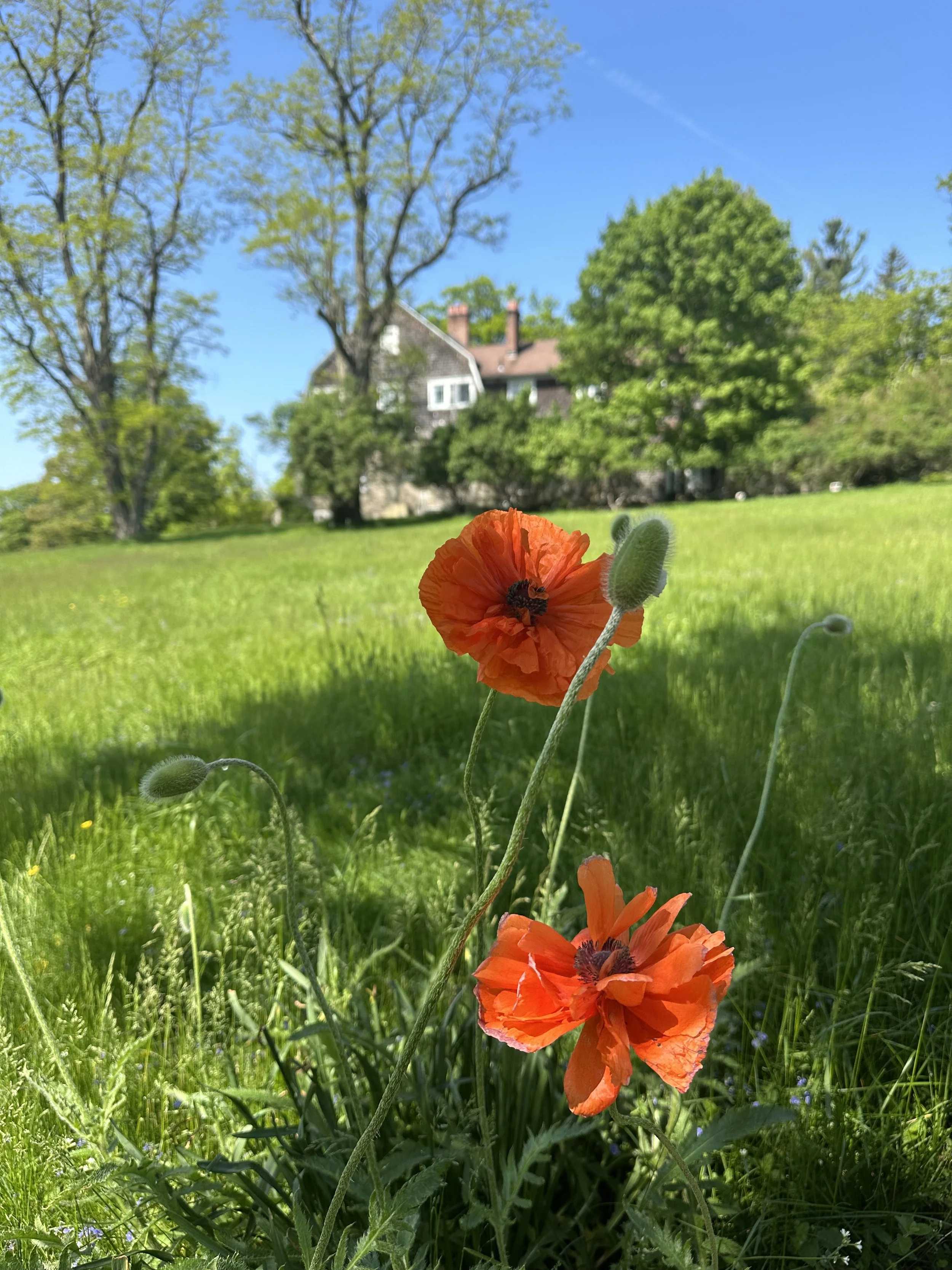 Close-up of orange poppy flowers with a house and trees in the background on a sunny day.