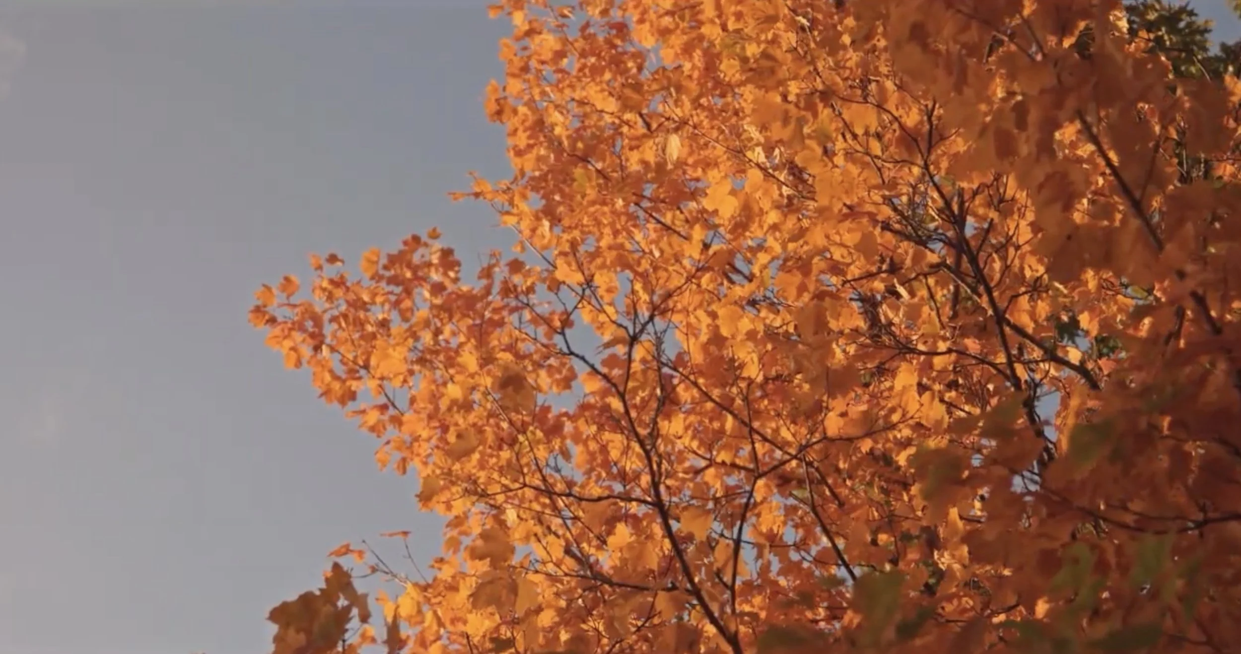 our favorite tree!.jpg