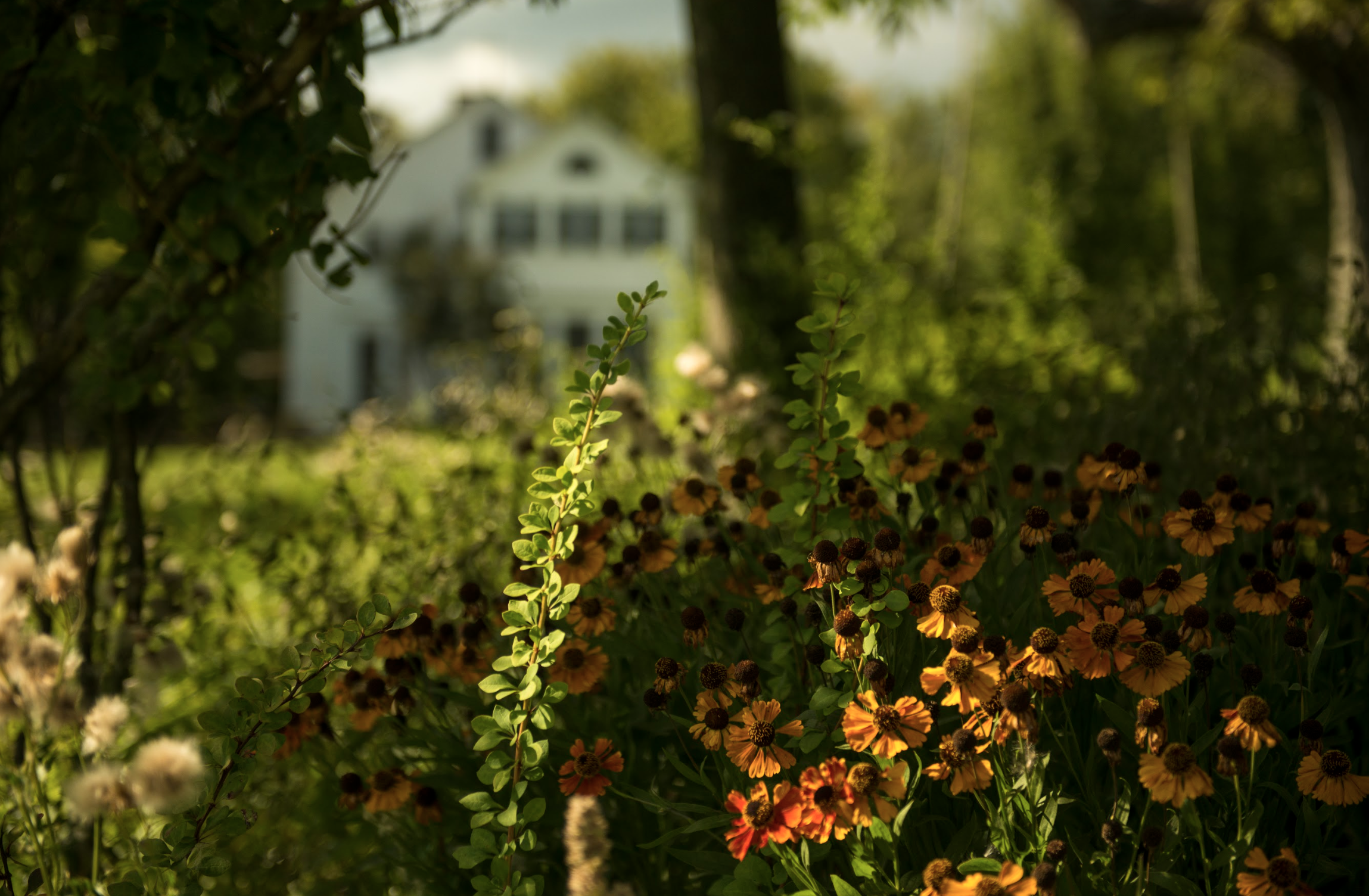 A garden with orange and yellow flowers in the foreground and a white house with a porch in the background, surrounded by trees.