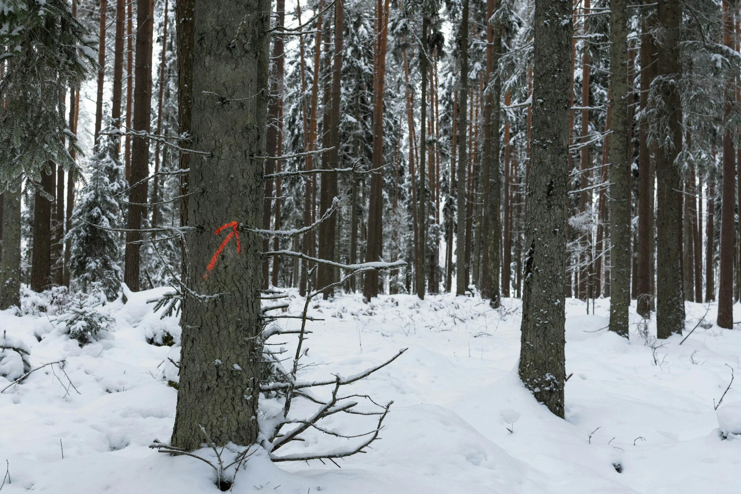 Snow-covered forest with tall pine trees, some branches have snow, and a red arrow is painted on one tree.