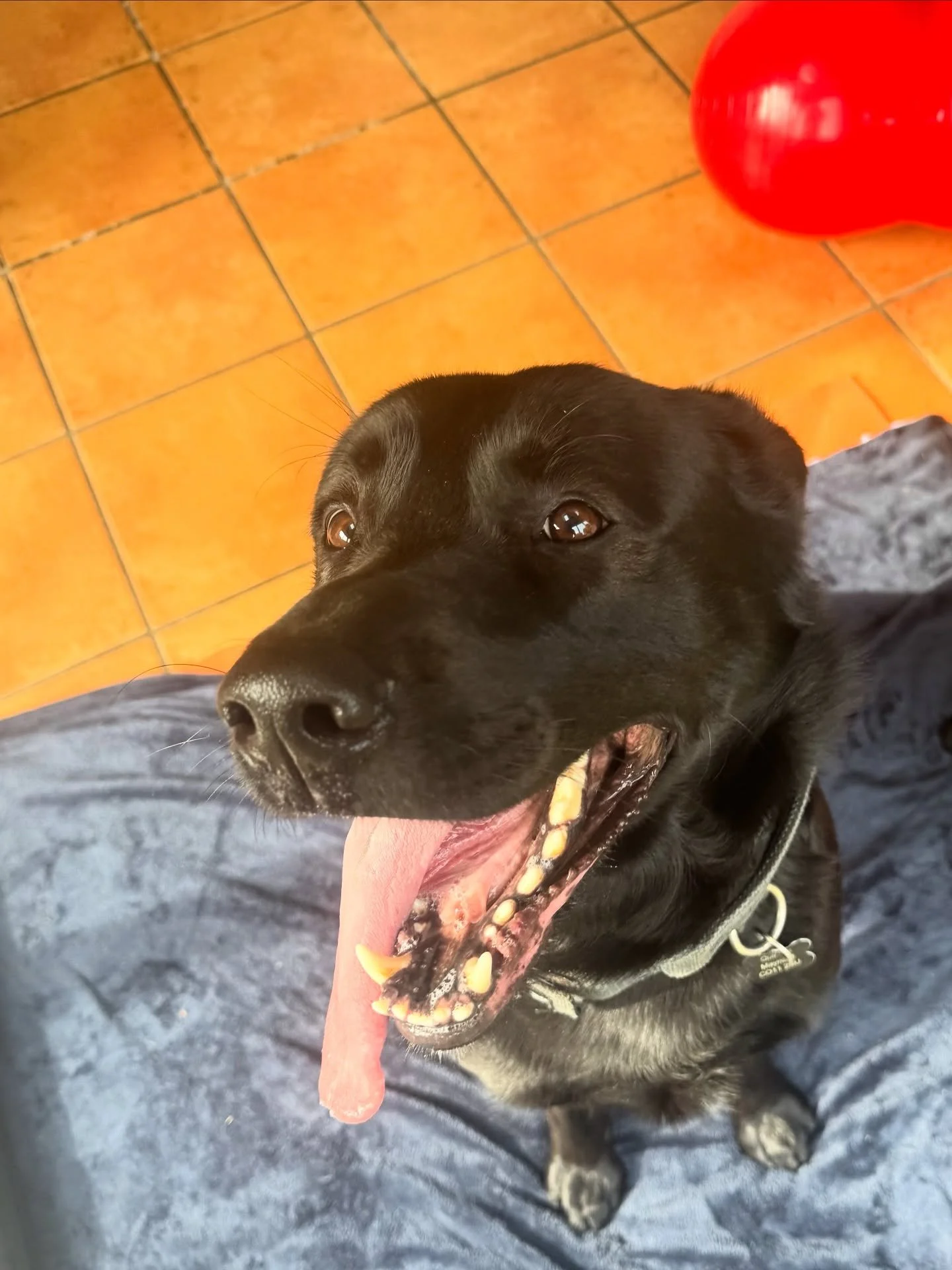 ⭐ JD ⭐ 

#vetphysio #vetphysiotherapy #animalphysiotherapy #caninephysiotherapy