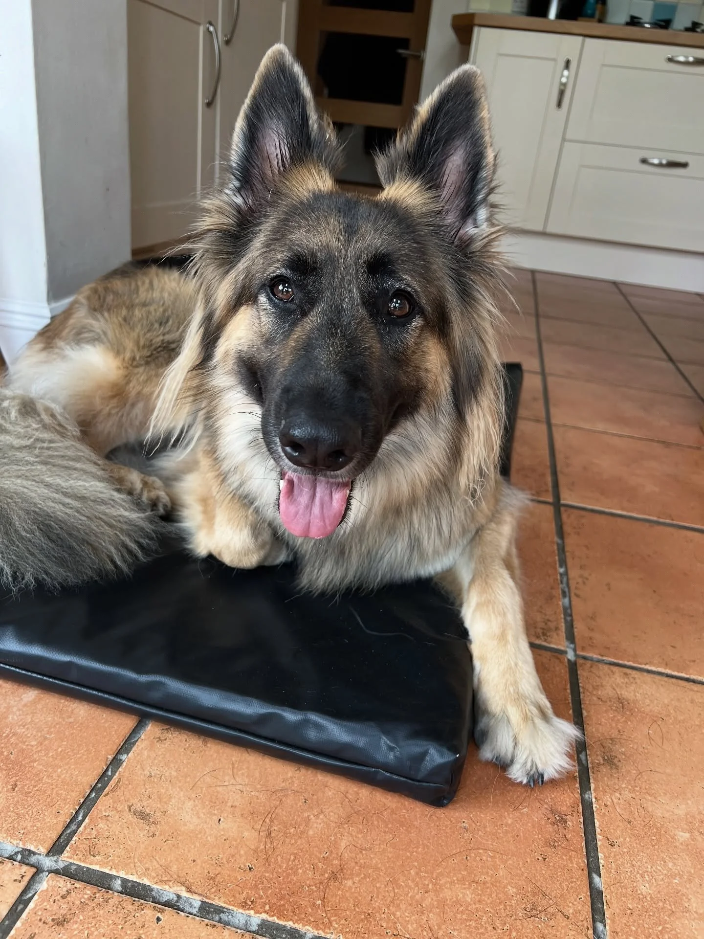 ⭐ STORM ⭐

#vetphysio #vetphysiotherapy #caninephysiotherapy #animalphysio #animalphysiotherapy #theeppingforestvetphysio