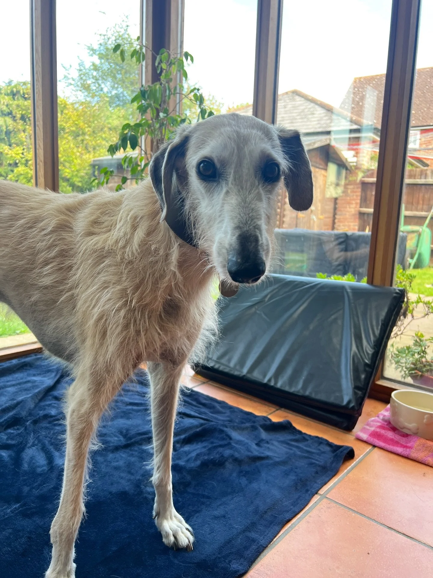 ⭐️ LENNIE the Lurcher ⭐️ 

#vetphysio #vetphysiotherapy #caninephysiotherapy #animalphysio #animalphysiotherapy #theeppingforestvetphysio