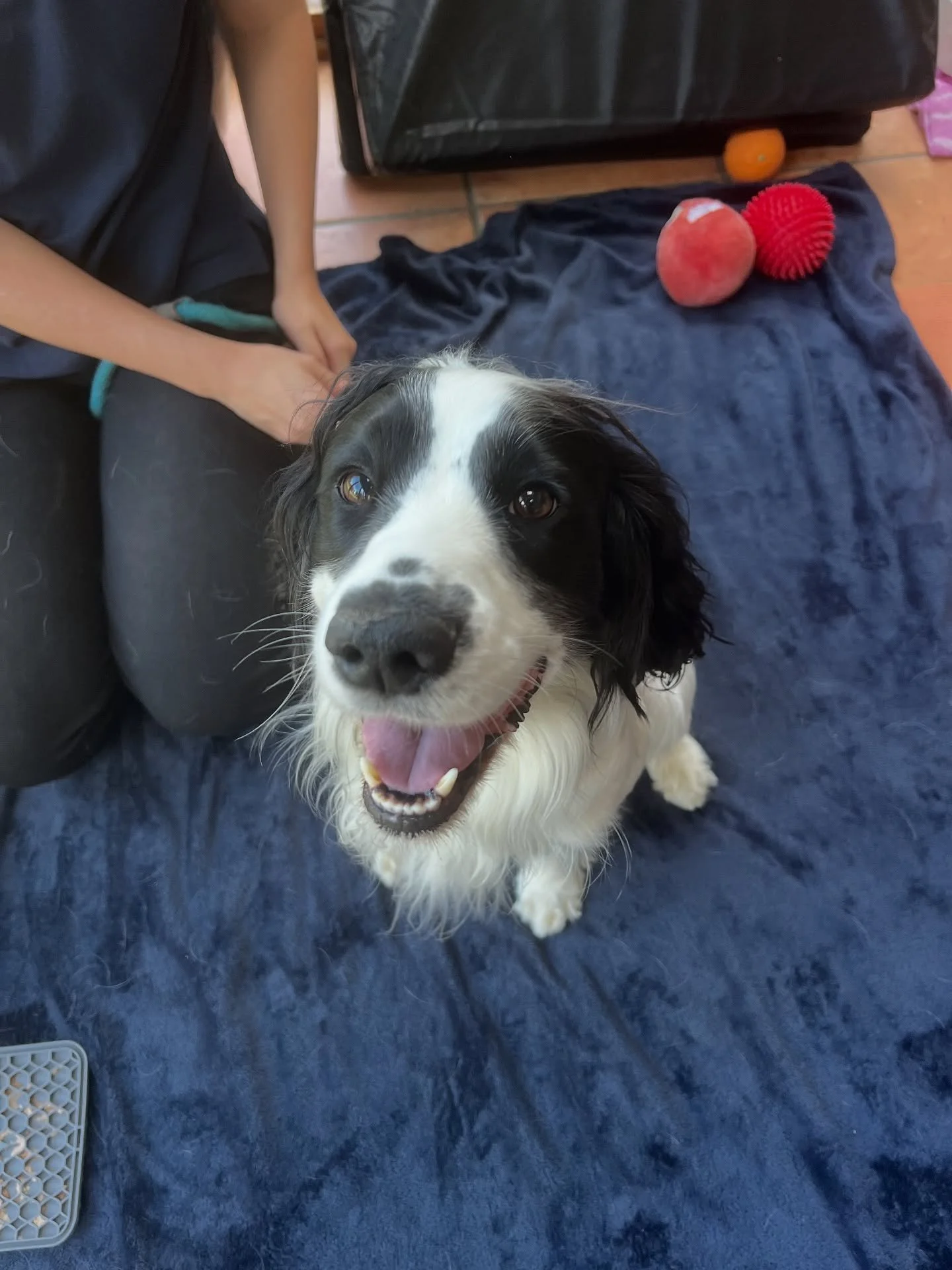 ⭐ NELSON ⭐ 

#vetphysio #vetphysiotherapy #caninetherapy #theeppingforestvetphysio