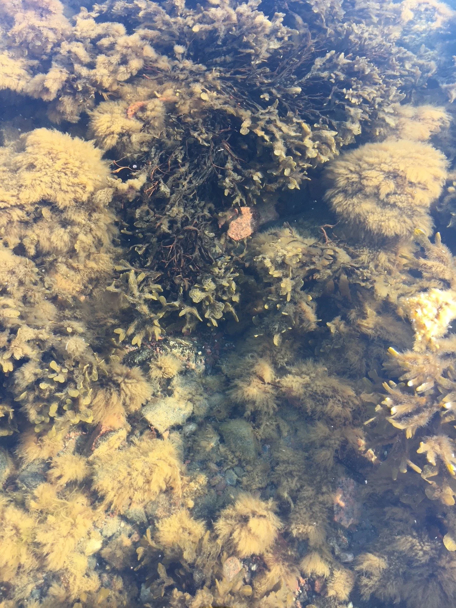 wild clay undervatten.jpg