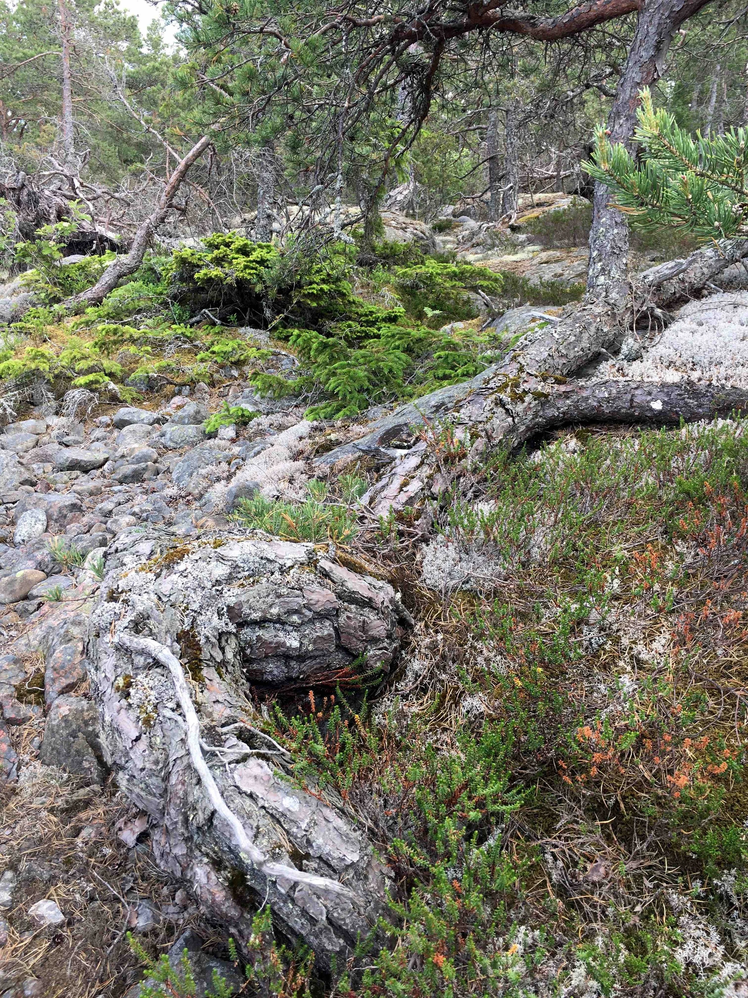 Wild clay nature.jpg