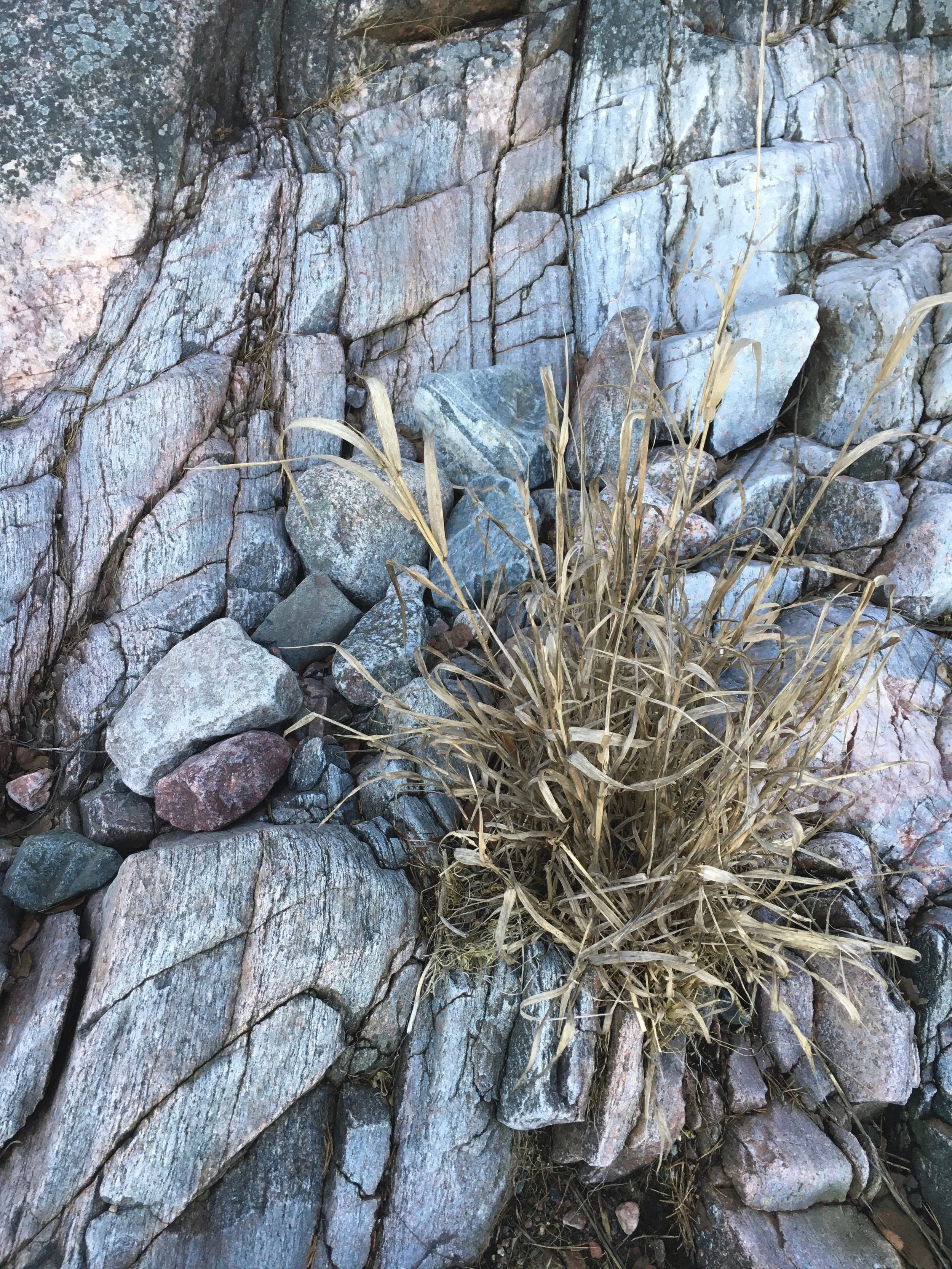 wild clay nature 2.jpg