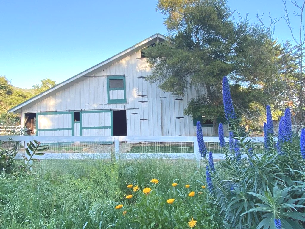A white barn with teal trim surrounded by green grass, purple flowers, and yellow daisies, with trees and a clear blue sky in the background.