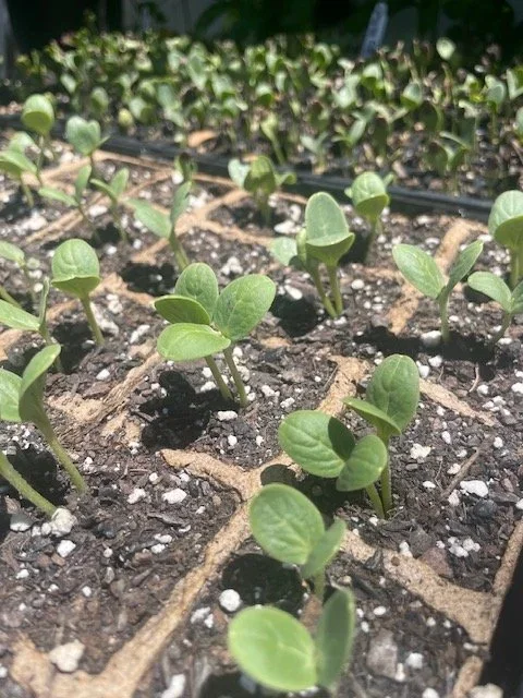 Growing to Give