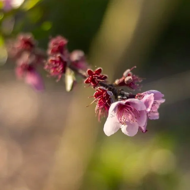 fruit tree buds
