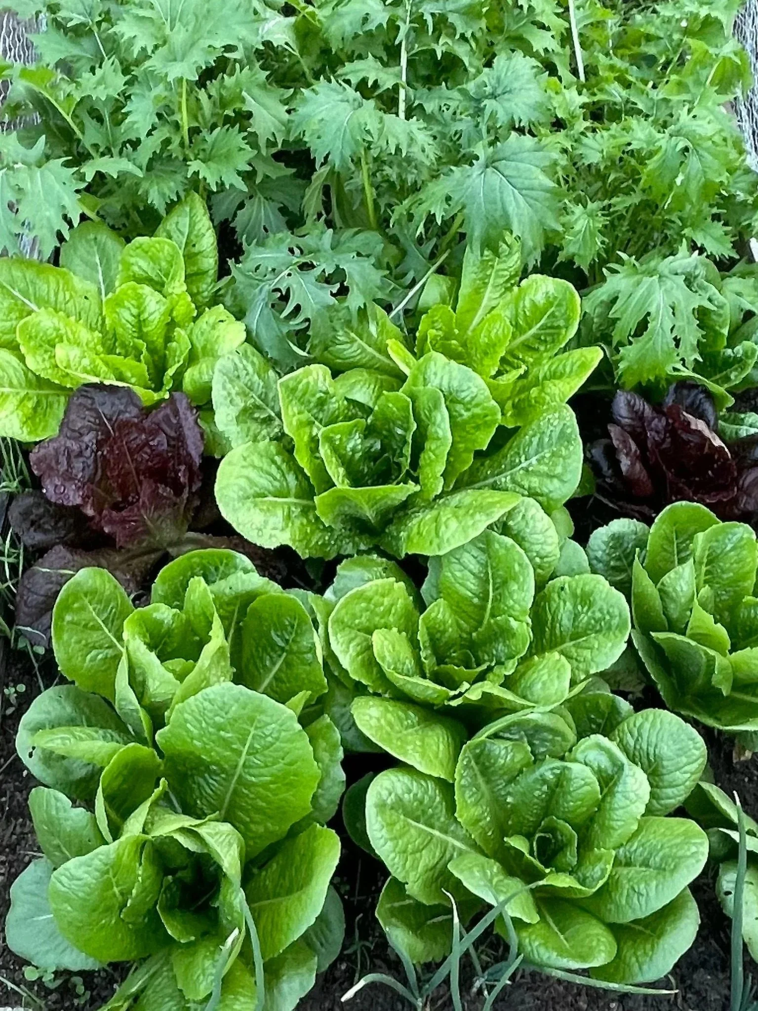 lettuce growing