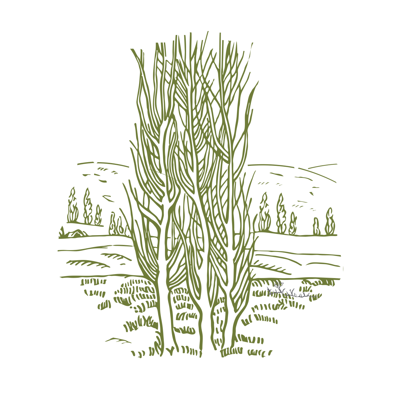 Illustration of tall, leafless trees in a field with rolling hills and smaller trees in the background, all in green on a black background.