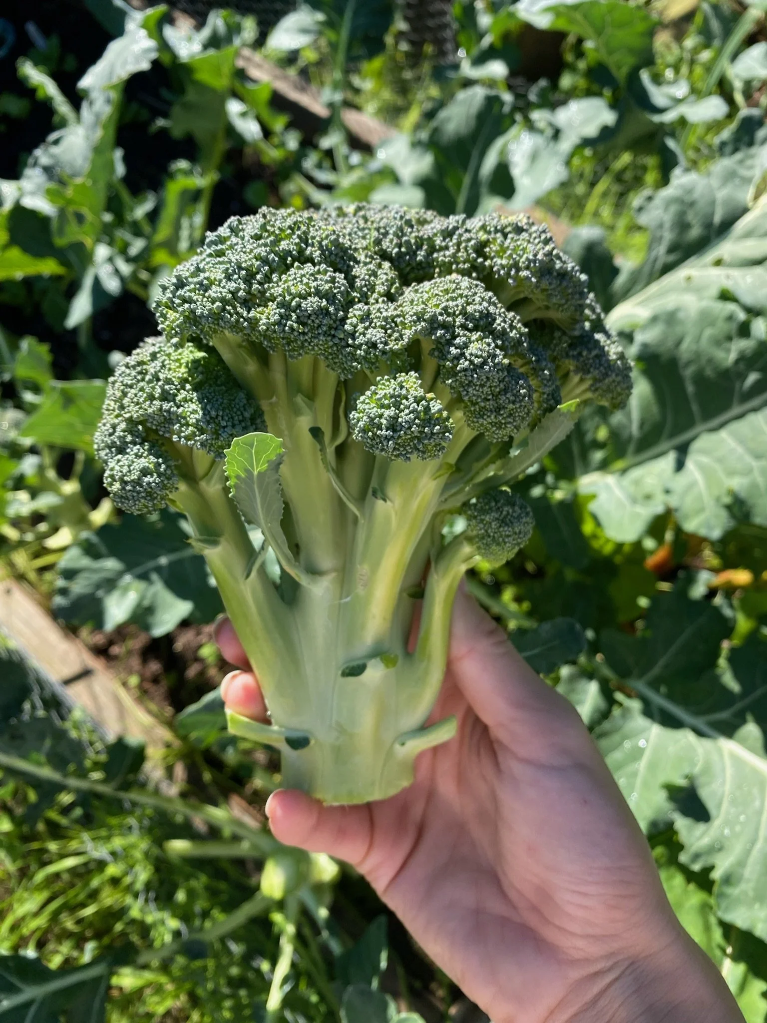 A person holding a fresh head of broccoli over green broccoli plants in a garden.