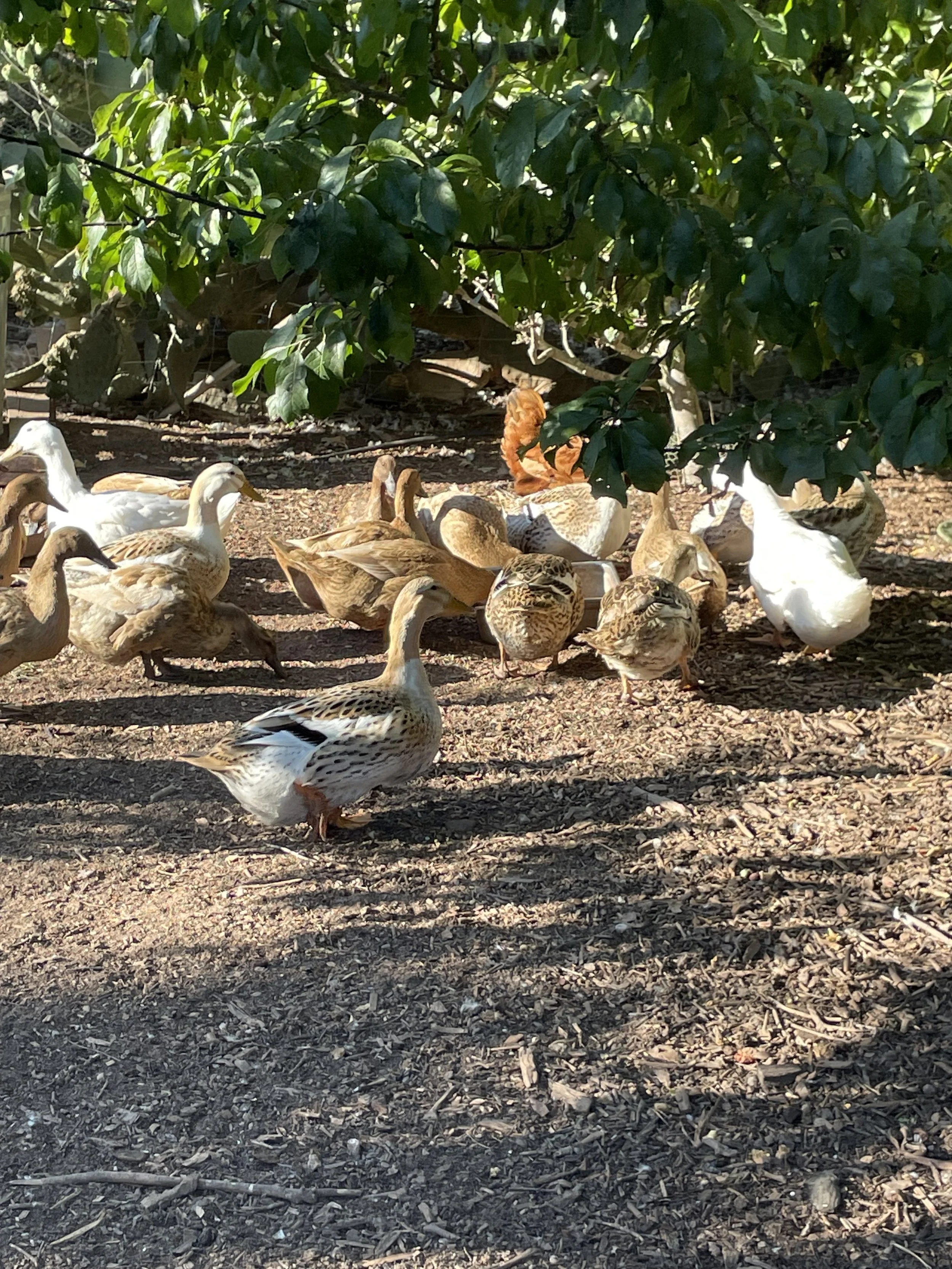 A group of ducks foraging under a green leafy tree.
