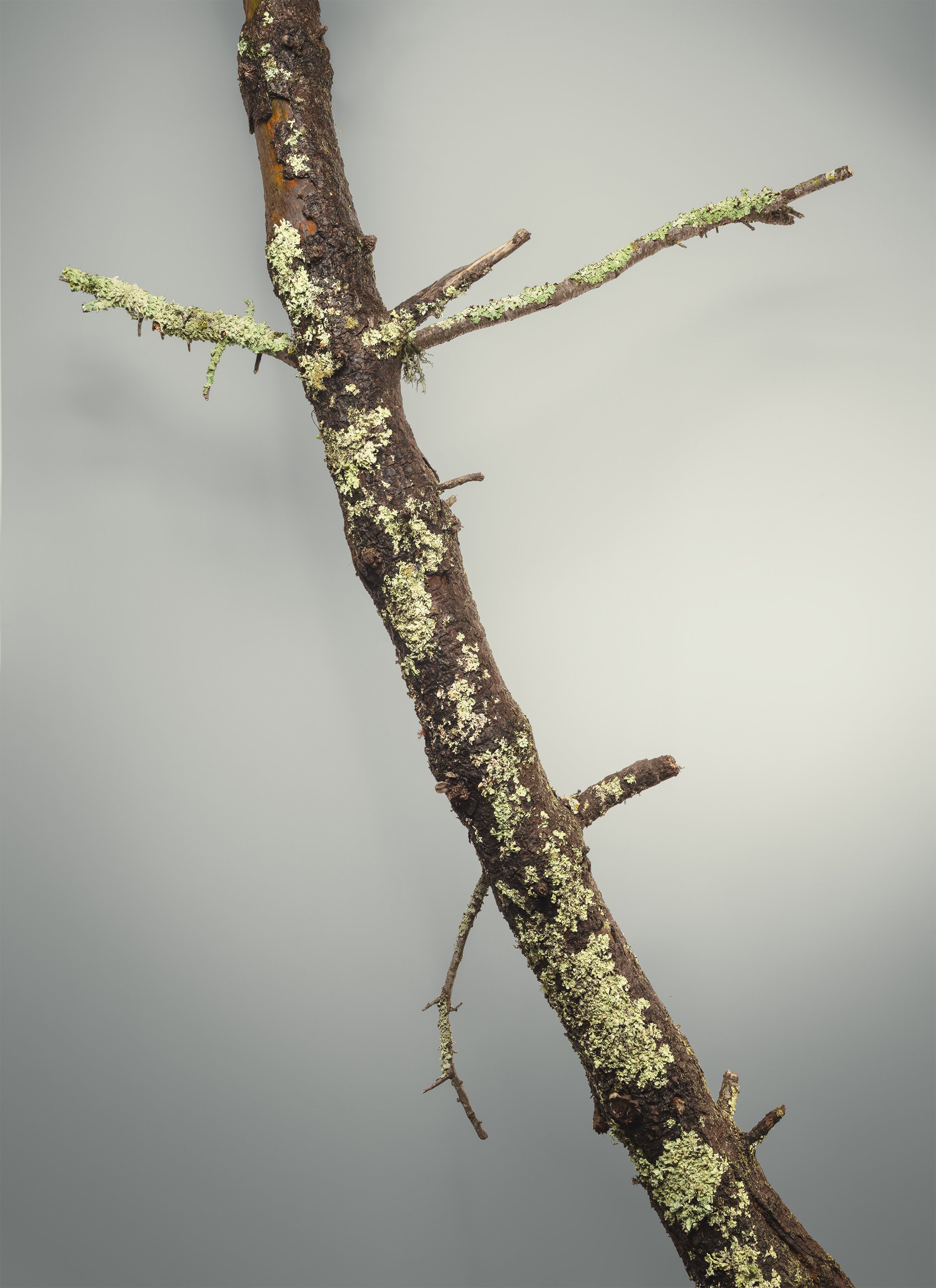 Monterey Pine 1