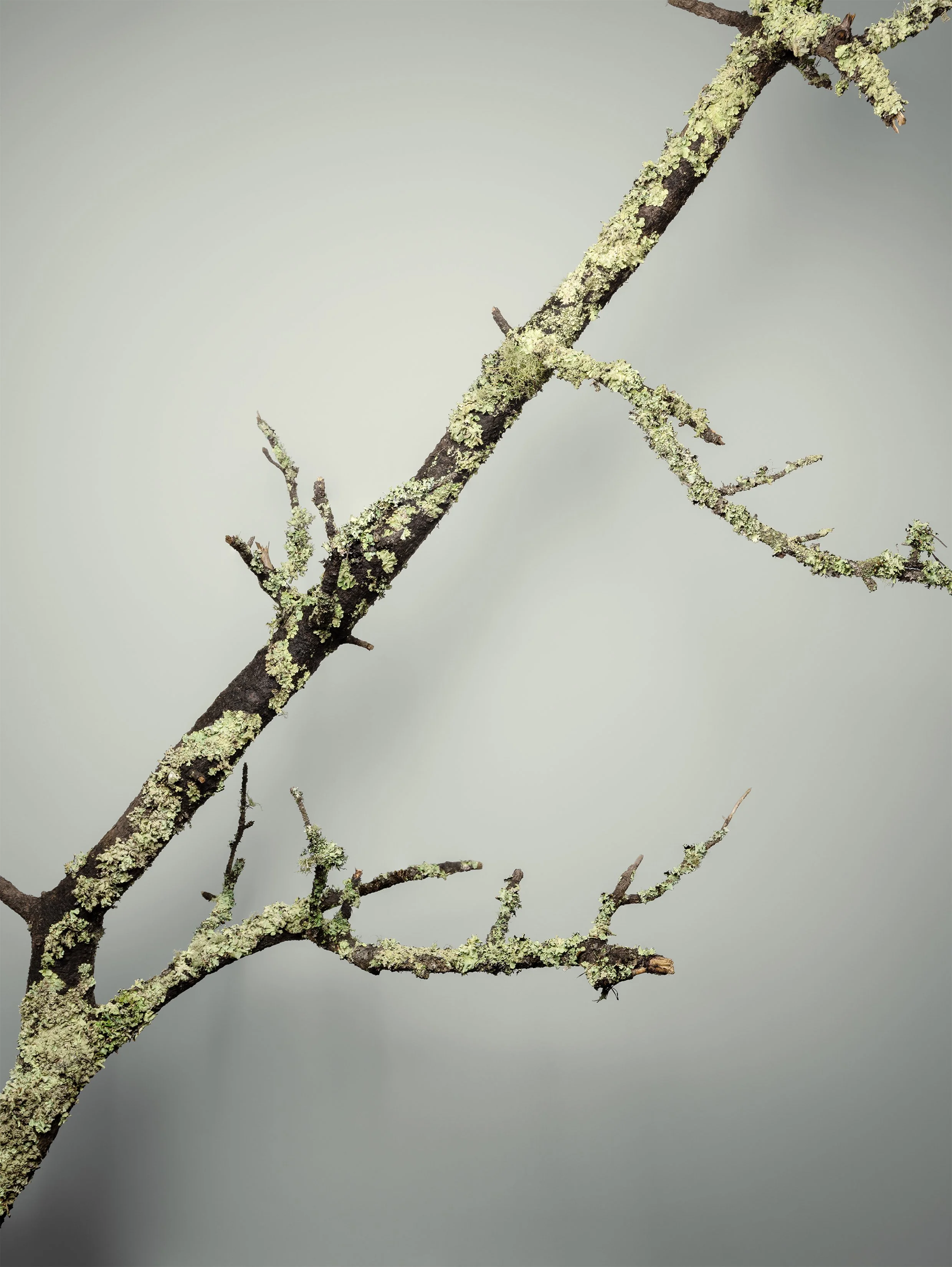 Monterey Pine 4