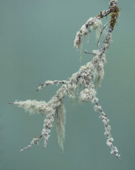 Branches / Limbs / Boughs