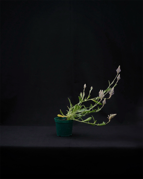 Grow: Houseplant Portraits
