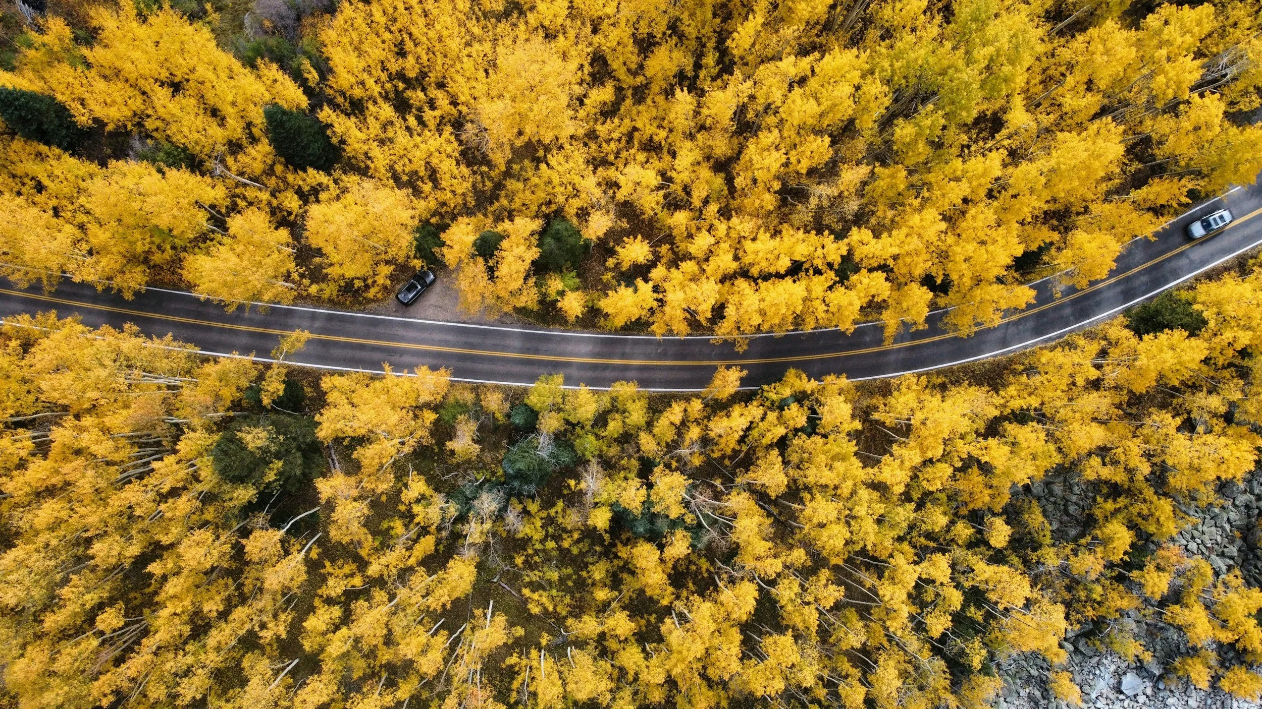 A winding road through a dense forest of yellow and green trees during fall.
