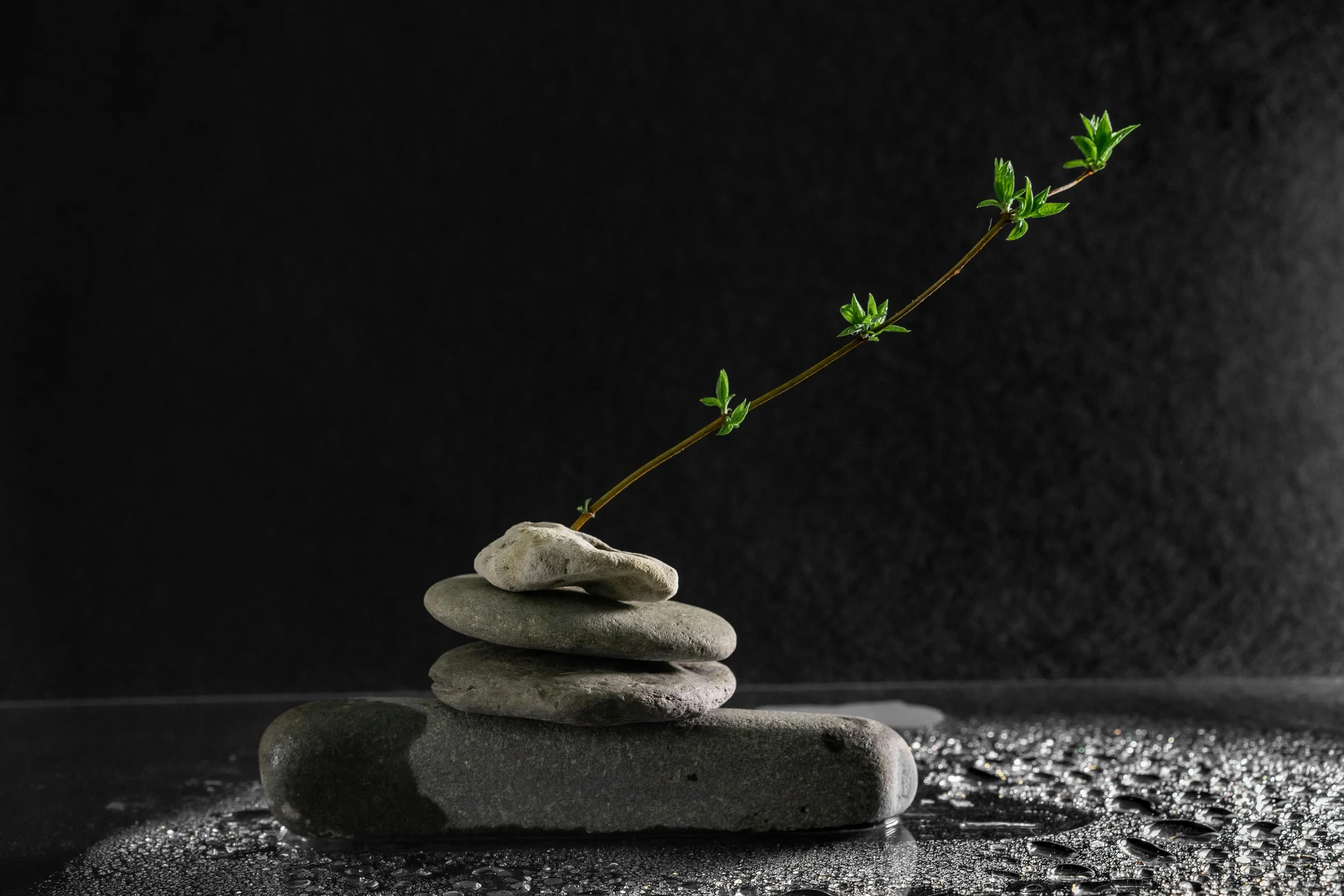 Stacked gray stones with a small green plant growing from the top stone, on a wet surface with a dark background.