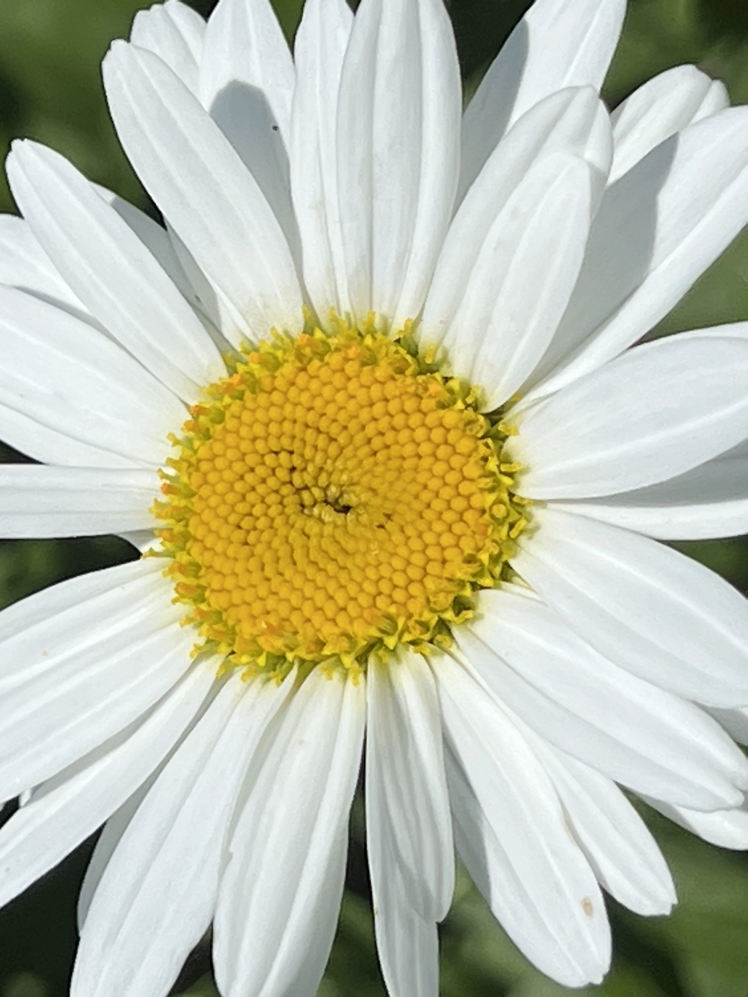 Where have all the flowers gone?