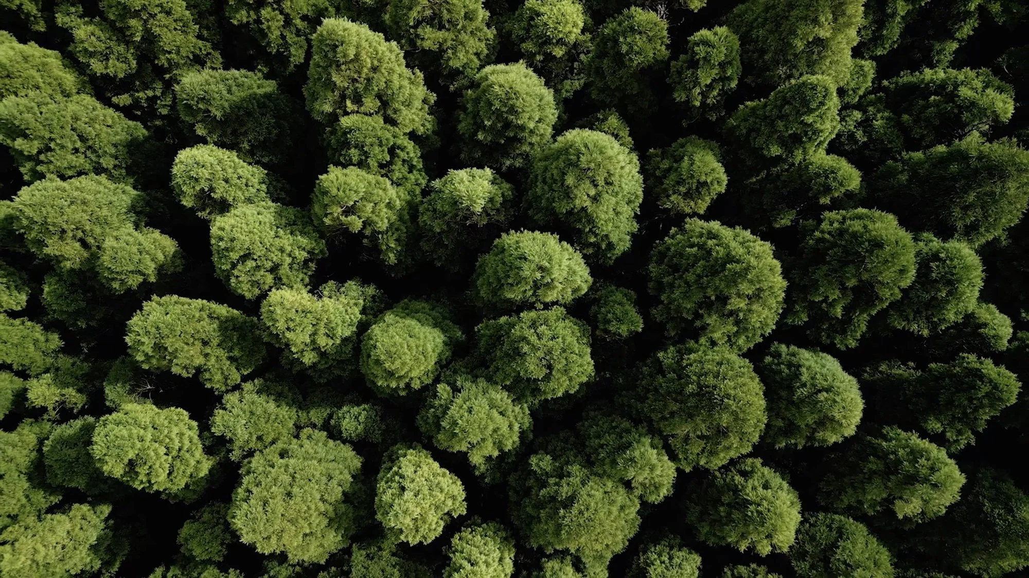 Aerial view of a dense forest with lush green trees.