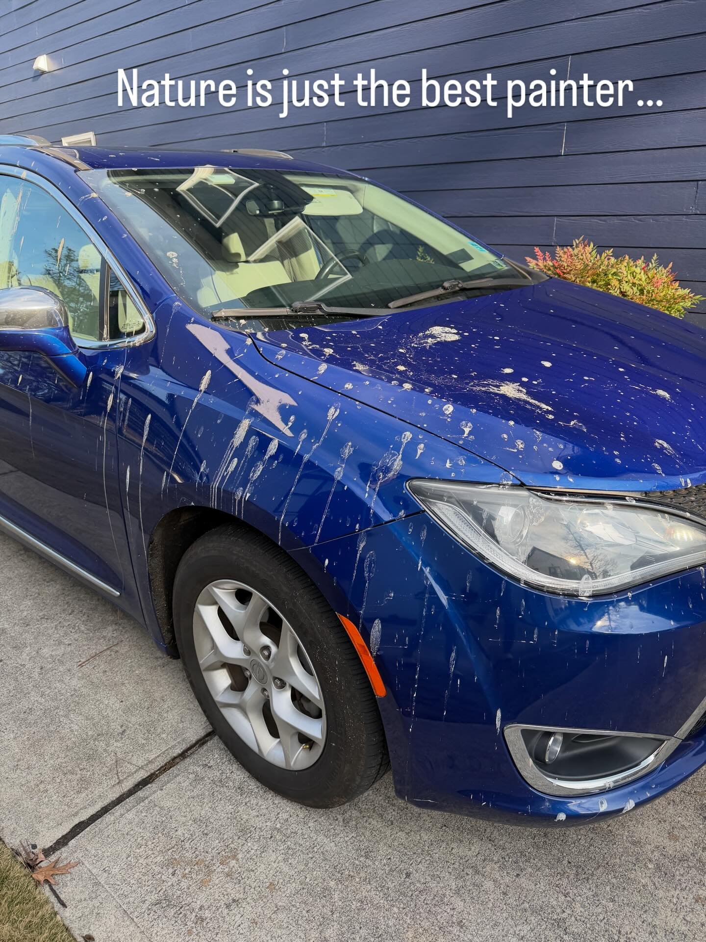 Thanks BIRDS. Is it the color? There is literally nothing above my driveway for perching on to generate THIS much abundance.  Hm. It could be a sign my luck has changed. Perhaps. #birdpoopeverywhere #luckyday #bluecars #birdpaintings