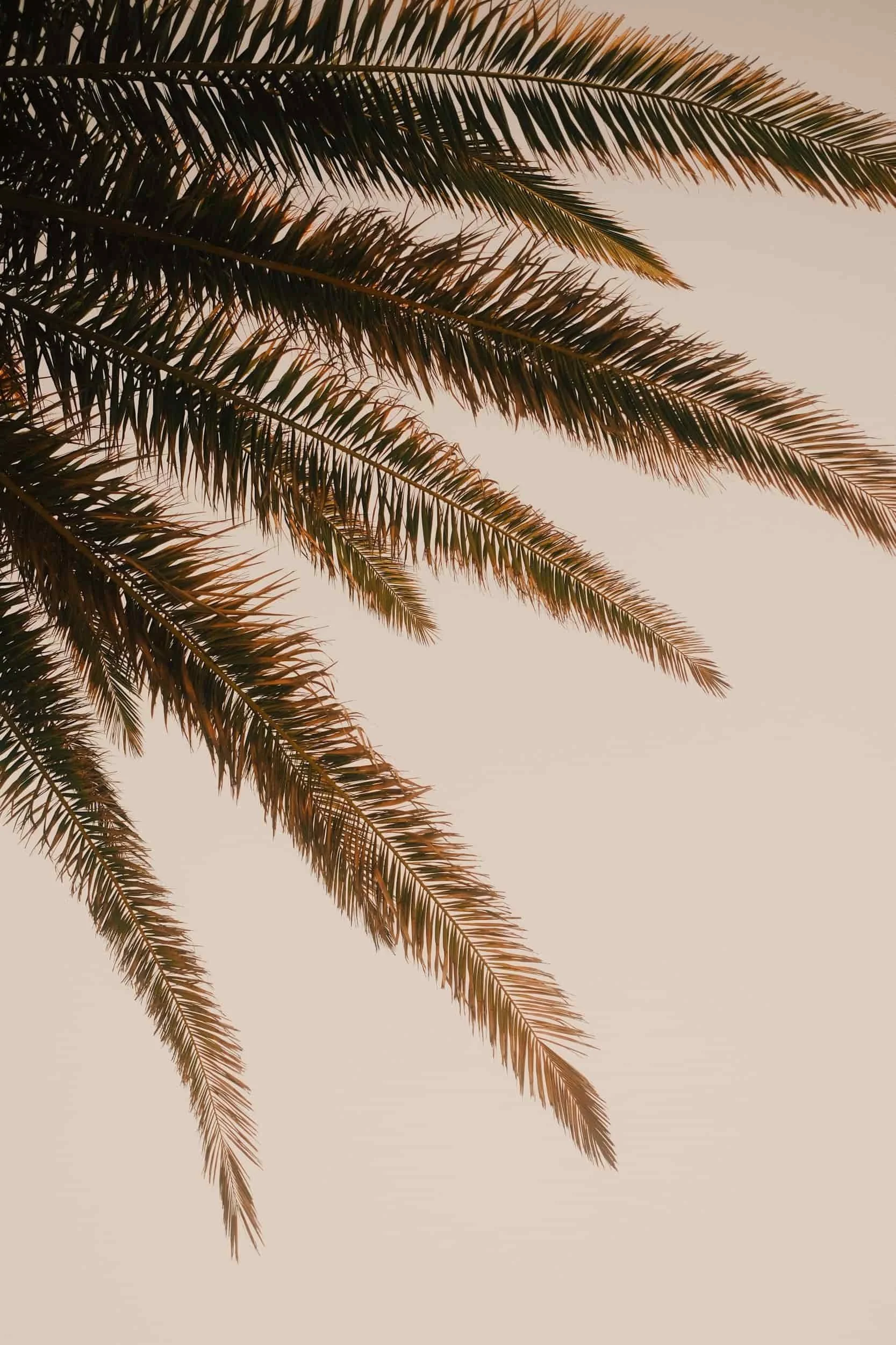 Close-up of palm tree fronds against a pale sky, possibly during sunset or sunrise.