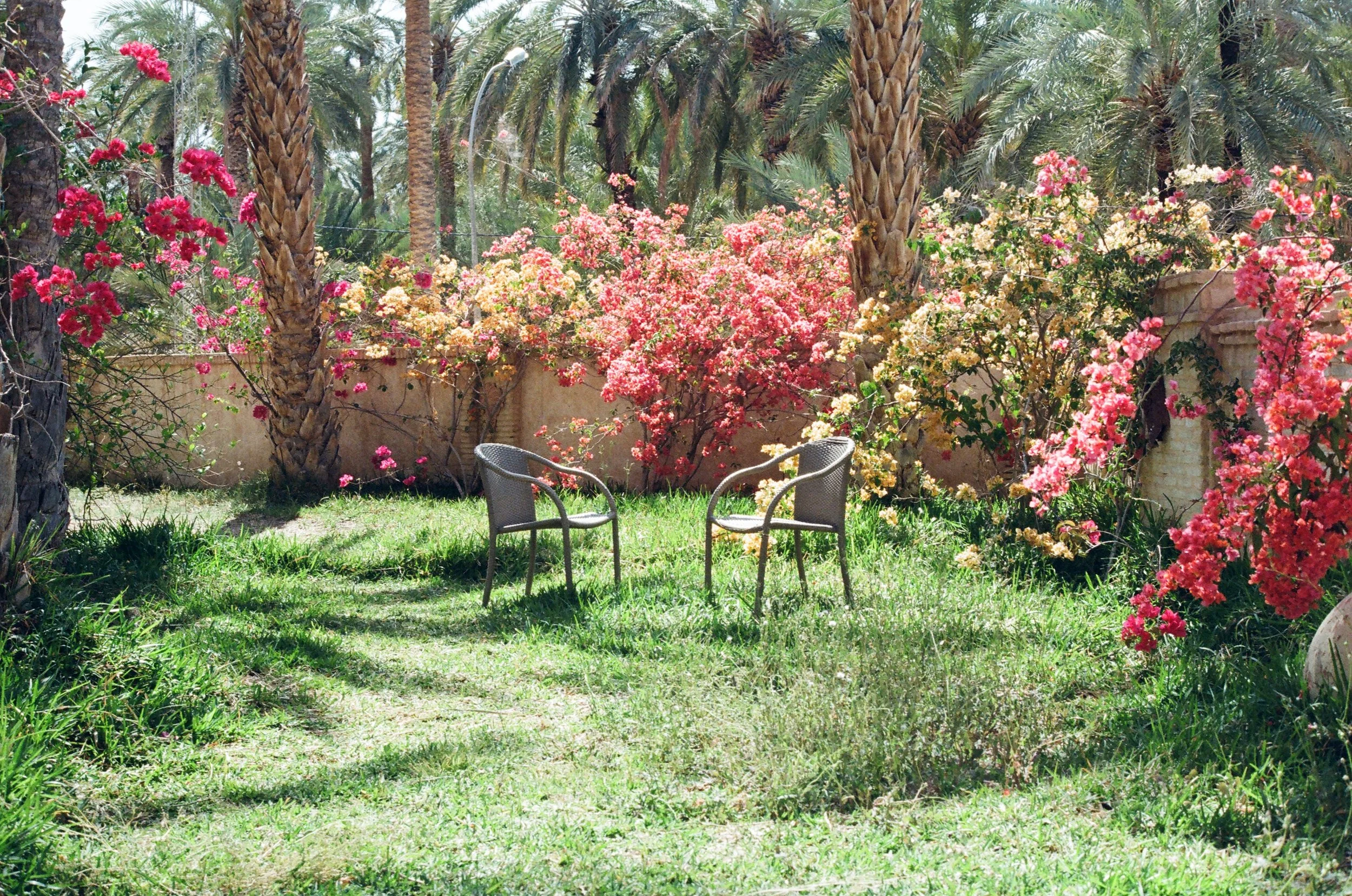 two chairs in a beautiful yard with flowers and palm trees