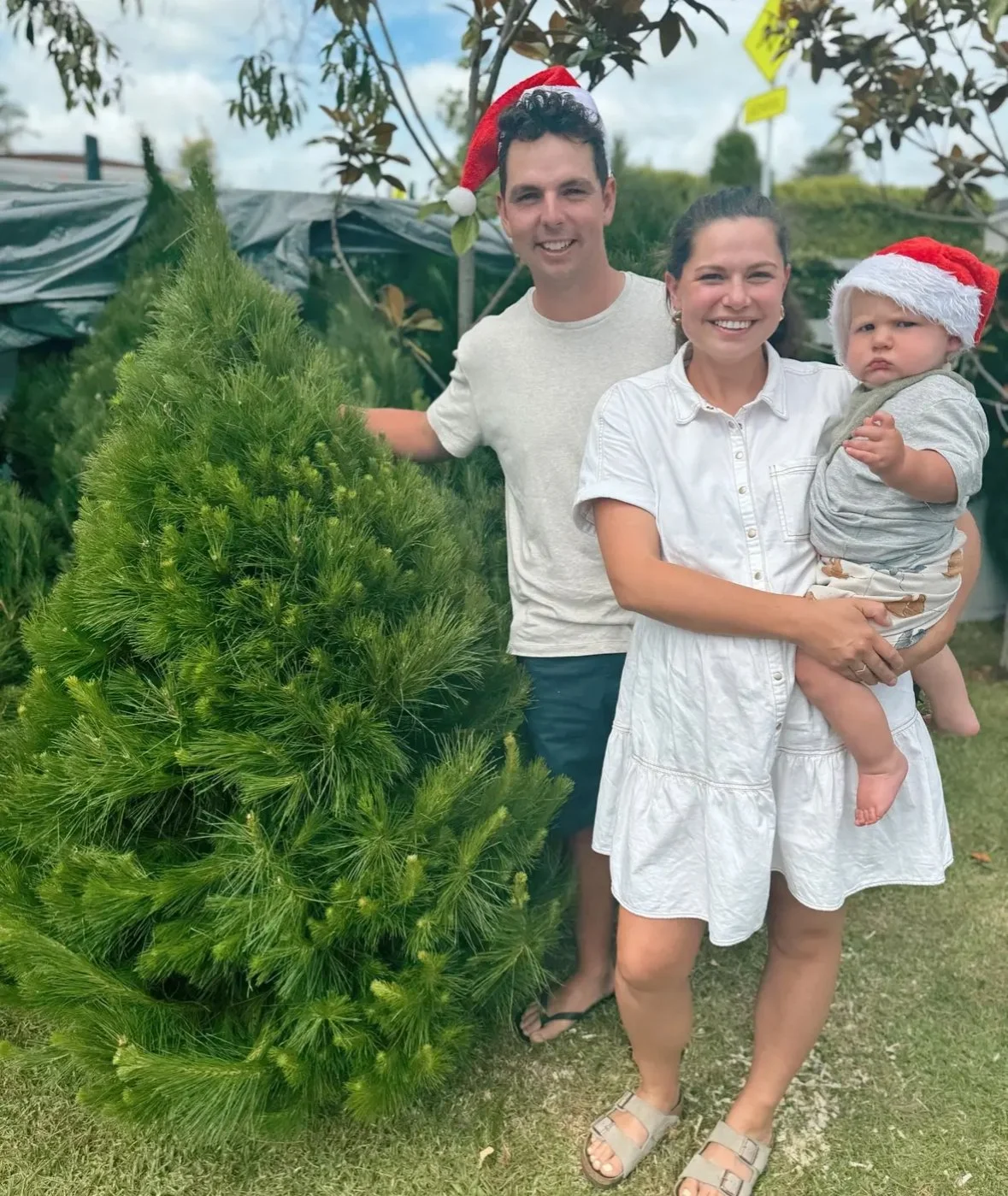 SOLD OUT Small Tree 1.3-1.7m