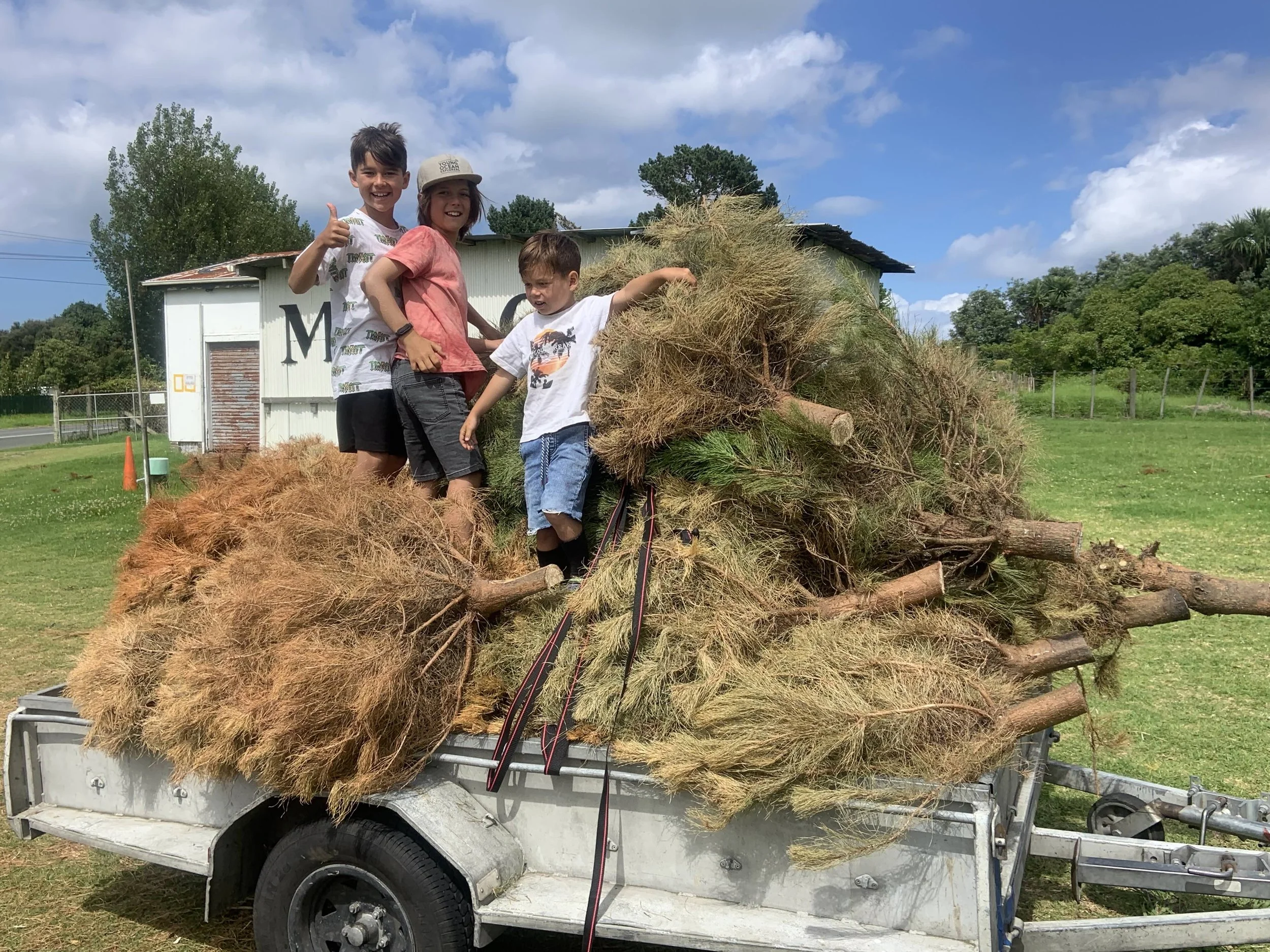 Tree Disposal - January 6th and 8th