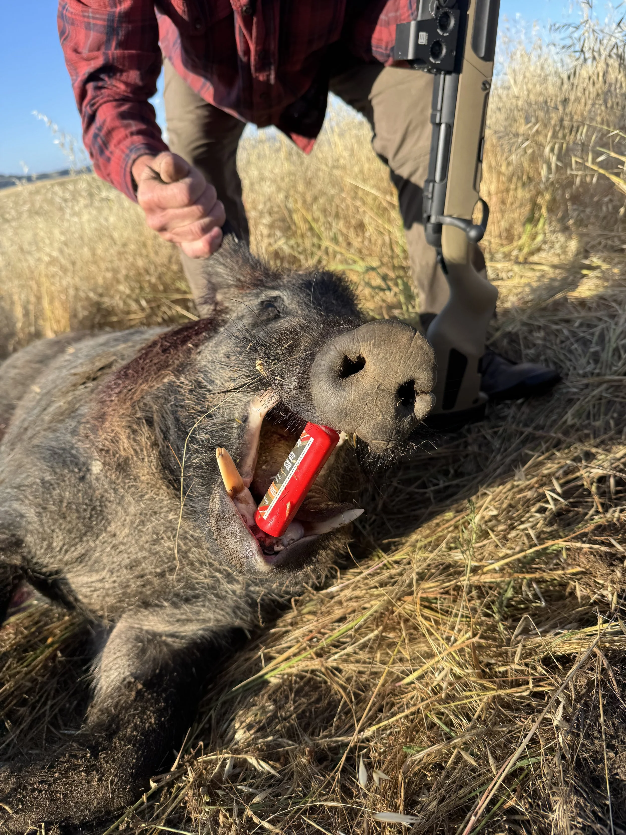 A person in a red plaid shirt kneeling in tall grass, holding a rifle, with a dead wild boar on the ground and a red stick in its mouth; the scene appears to be in a rural or wilderness area with clear blue skies.