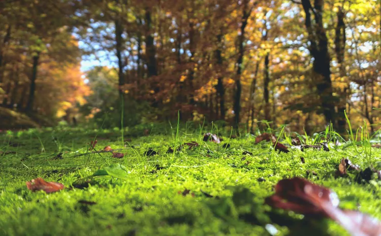 How do you get rid of moss in your lawn, and why does it keep coming back?