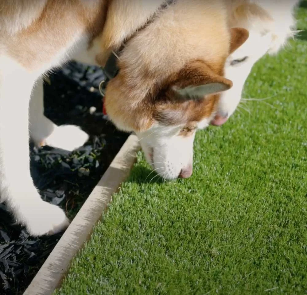 Two dogs sniffing an artificial grass area at the edge of a garden bed.