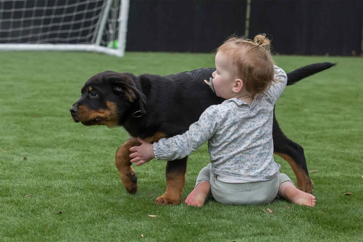puppy-baby-on-artificial-grass.jpg