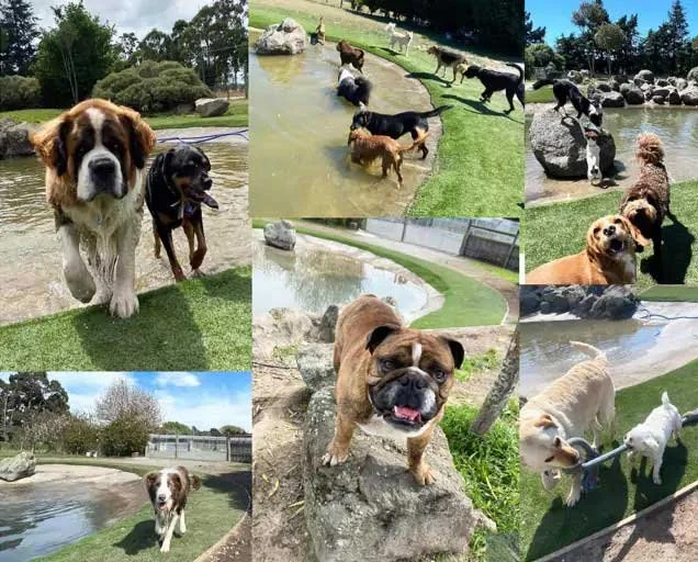 artificial-grass-doggy-daycare.jpg