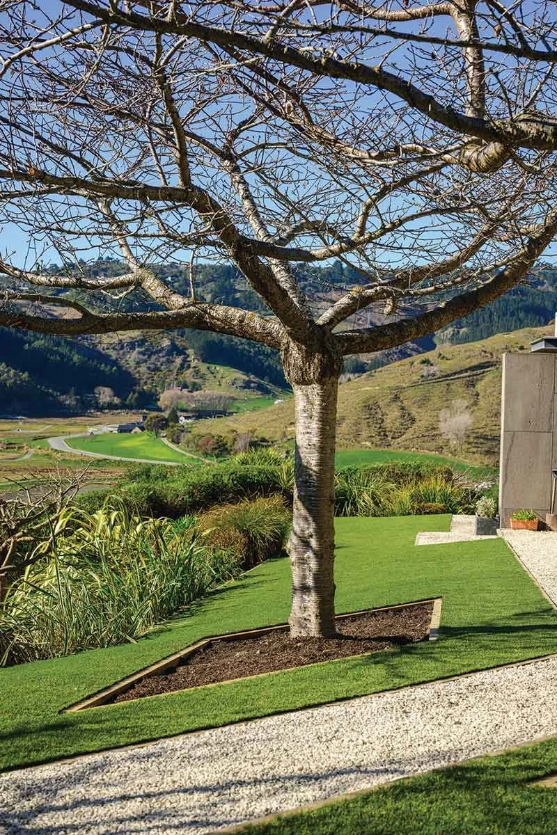 A leafless tree planted in a landscaped yard with neatly mowed grass and a gravel pathway, overlooking rolling hills and distant mountains under a clear blue sky.