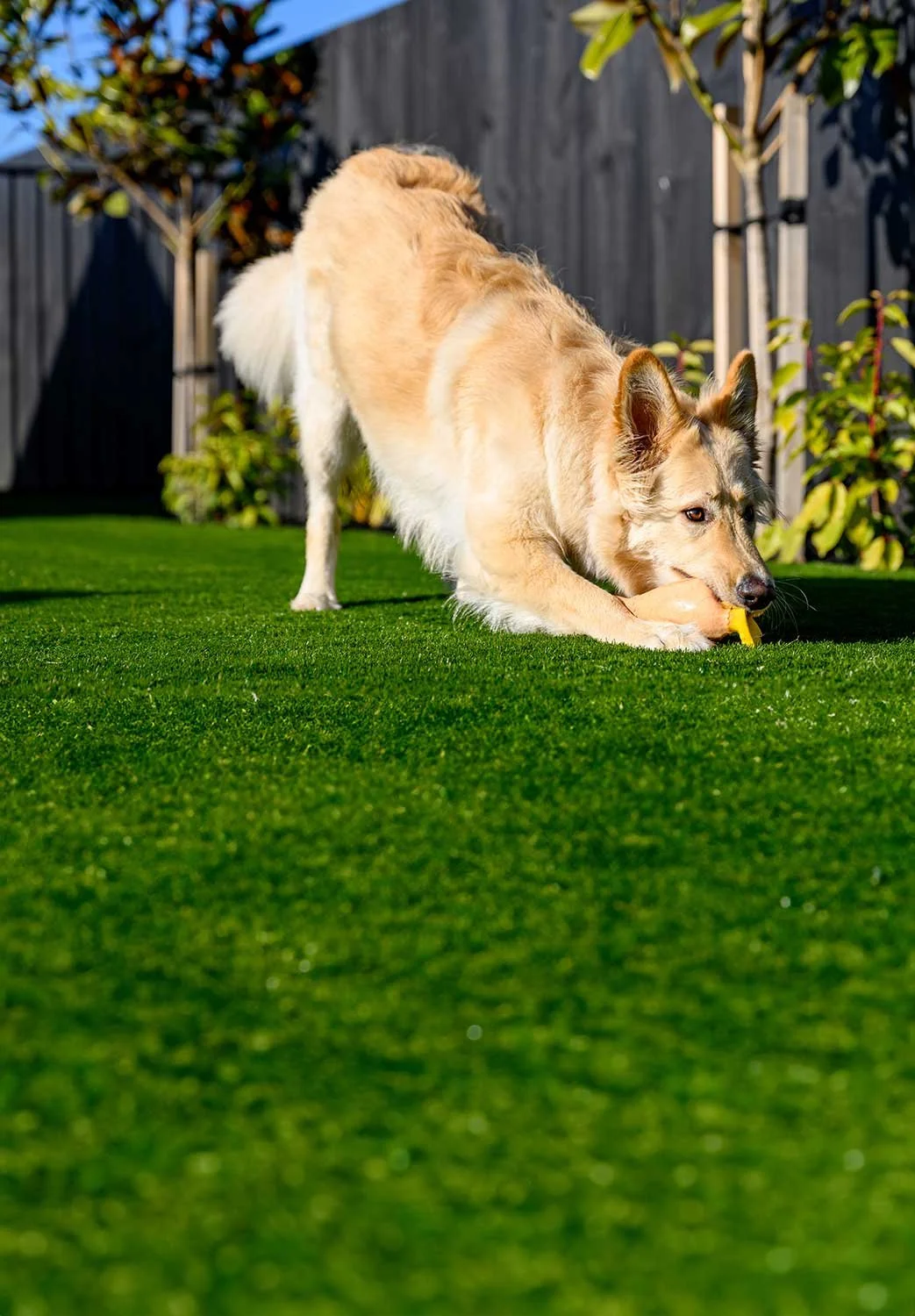 Artificial Grass for Dogs | Pet-Friendly, Odour-Resistant Turf NZ ...