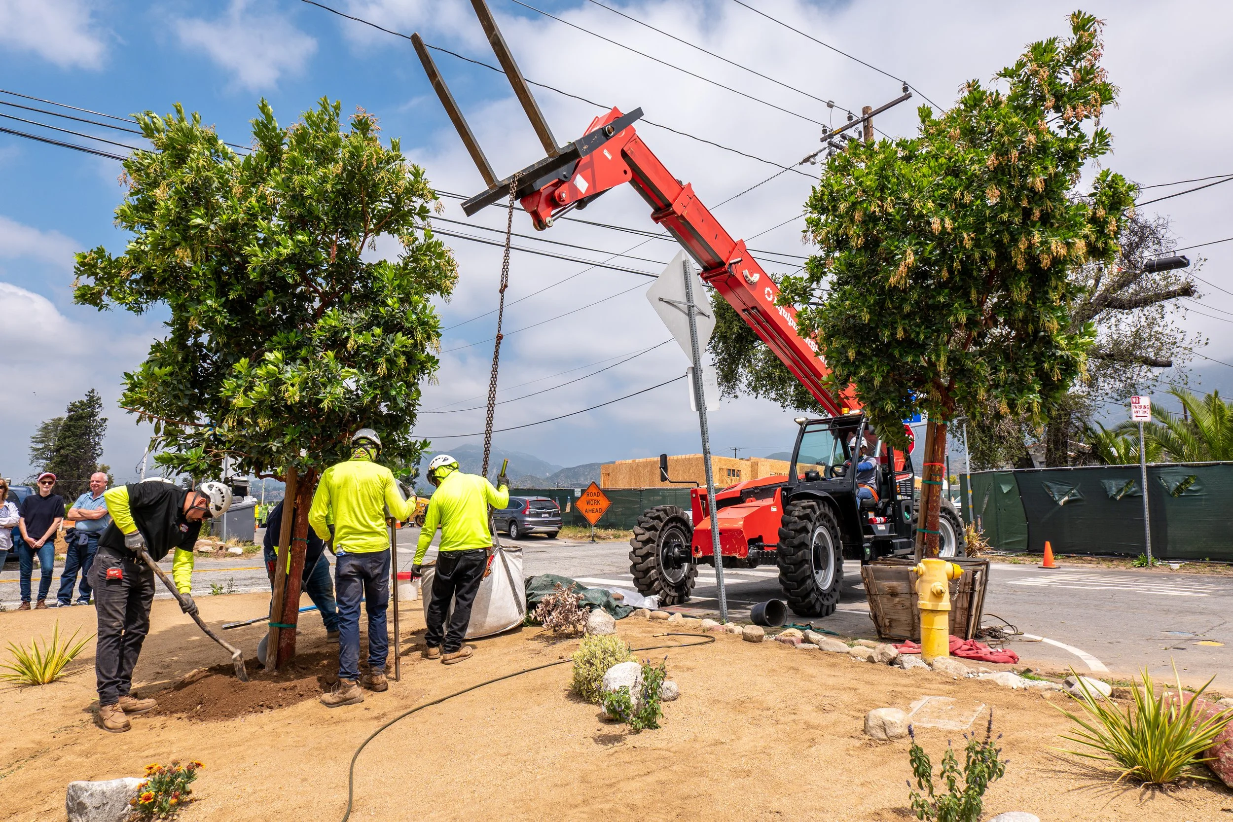 crane inserting large tree for planting