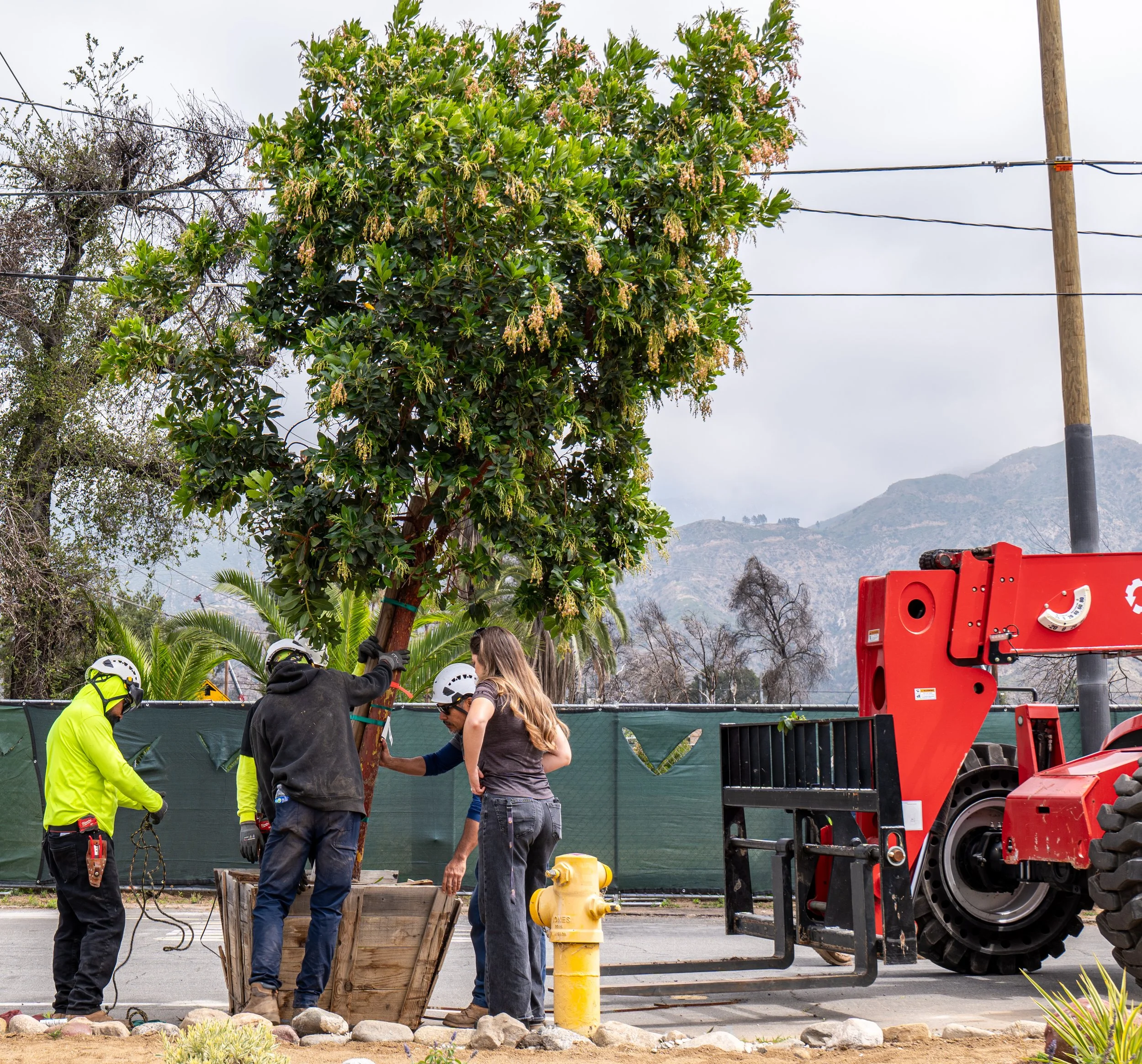 strawberry tree being prepared for planting