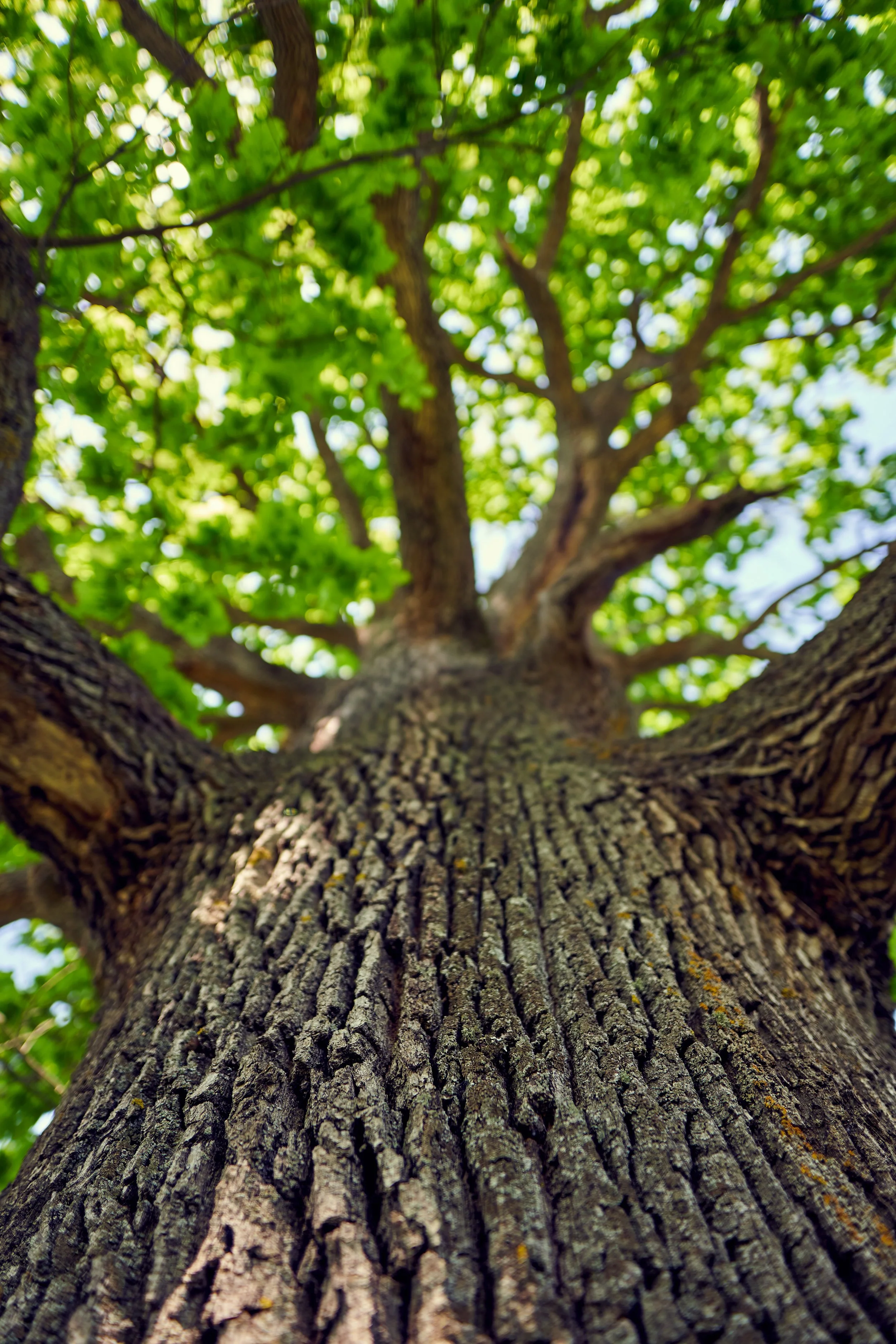 upward view of large tree