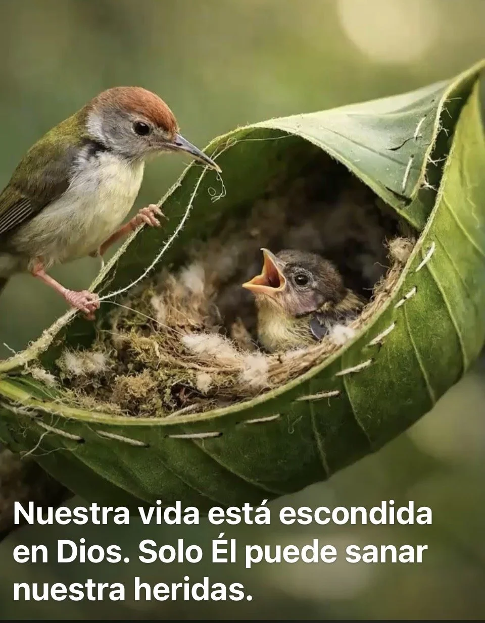 Nuestra vida está escondida en Dios: De la Cuaresma a la Pascua de Resurrección